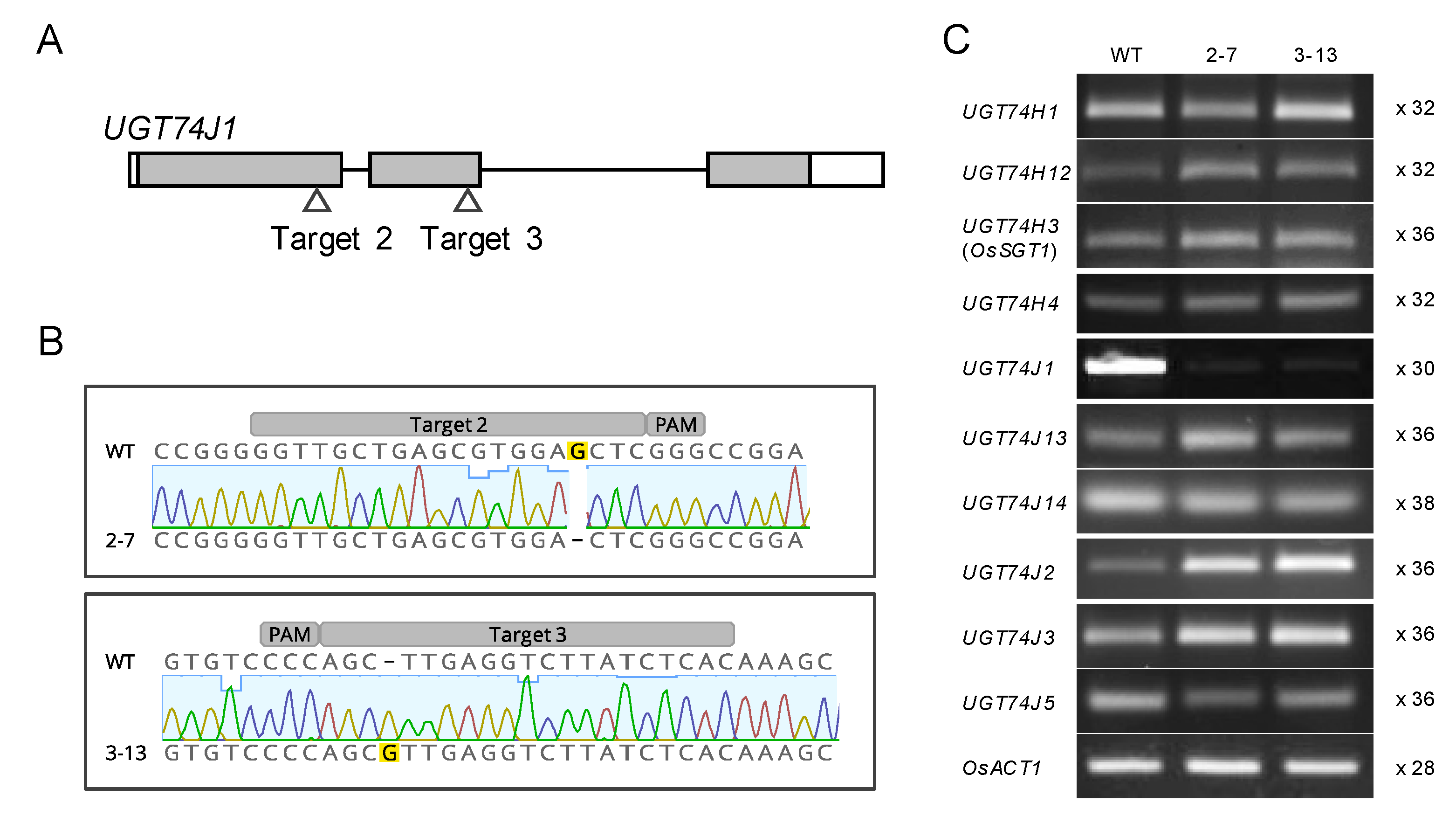 Plants | Free Full-Text | A Ubiquitously Expressed UDP ...