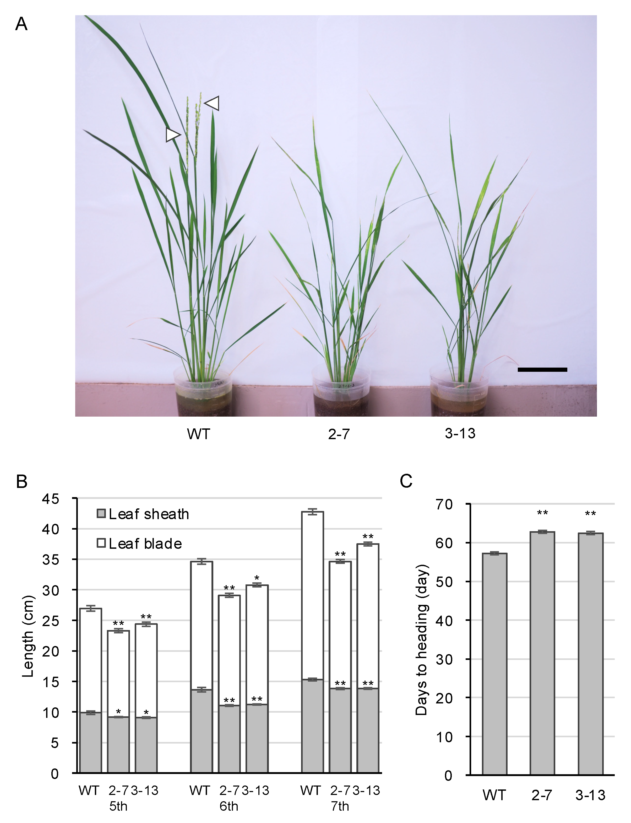 Plants 10 01875 g005