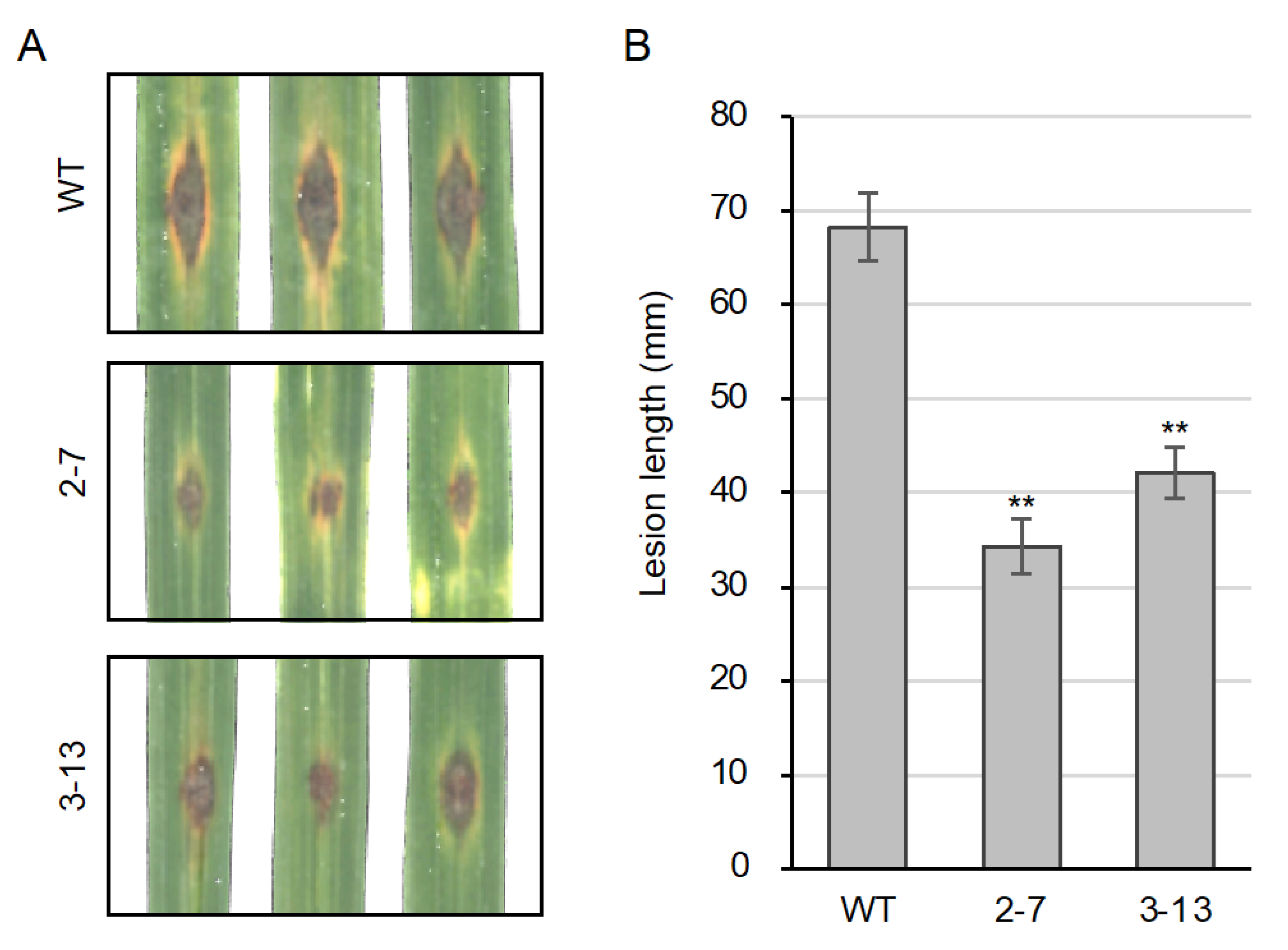 Plants | Free Full-Text | A Ubiquitously Expressed UDP ...