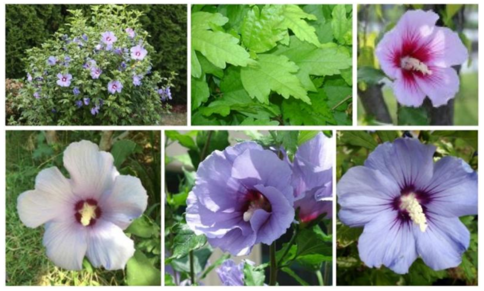 Plants 10 01876 g003 550