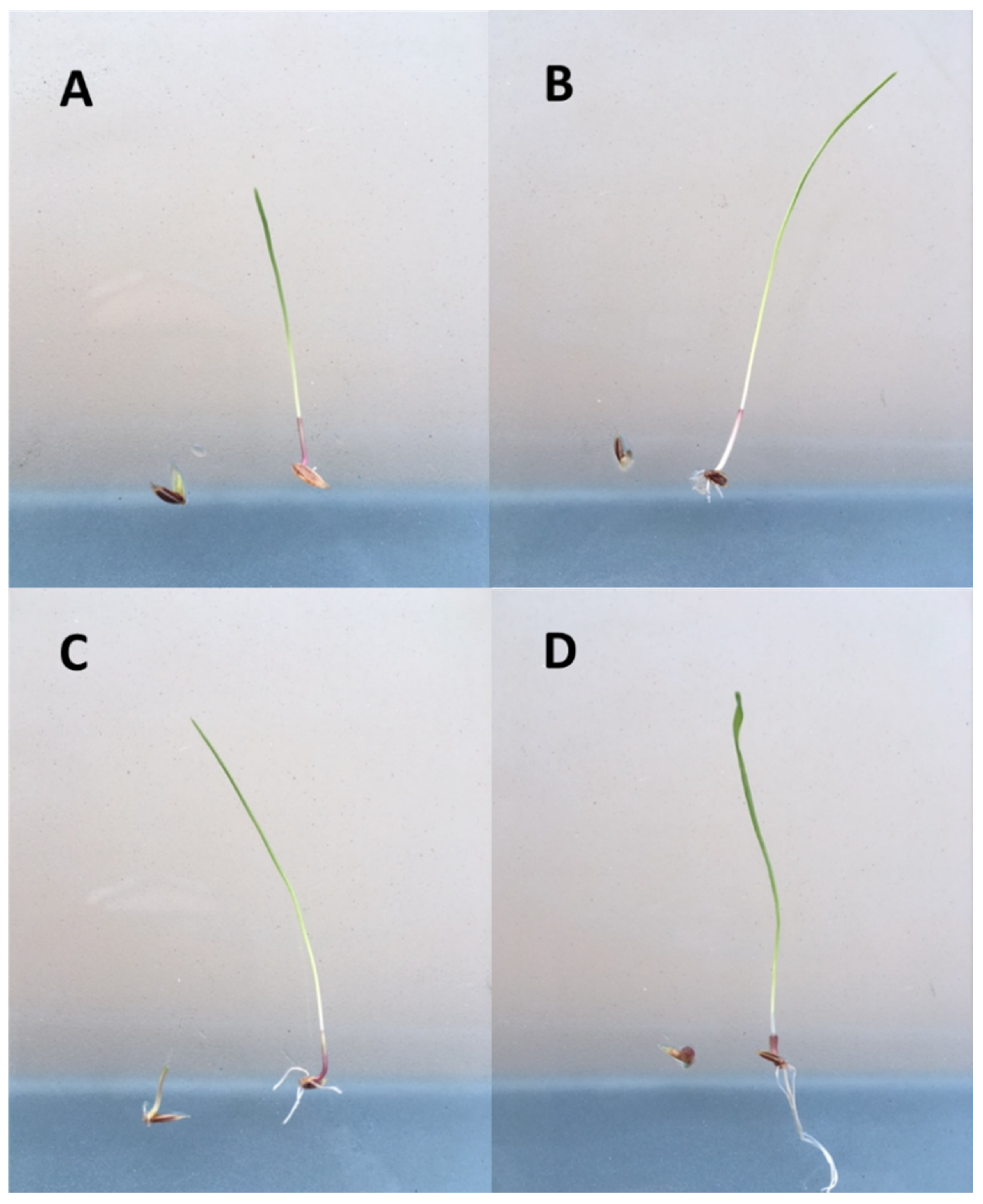 Plants 10 01879 g001