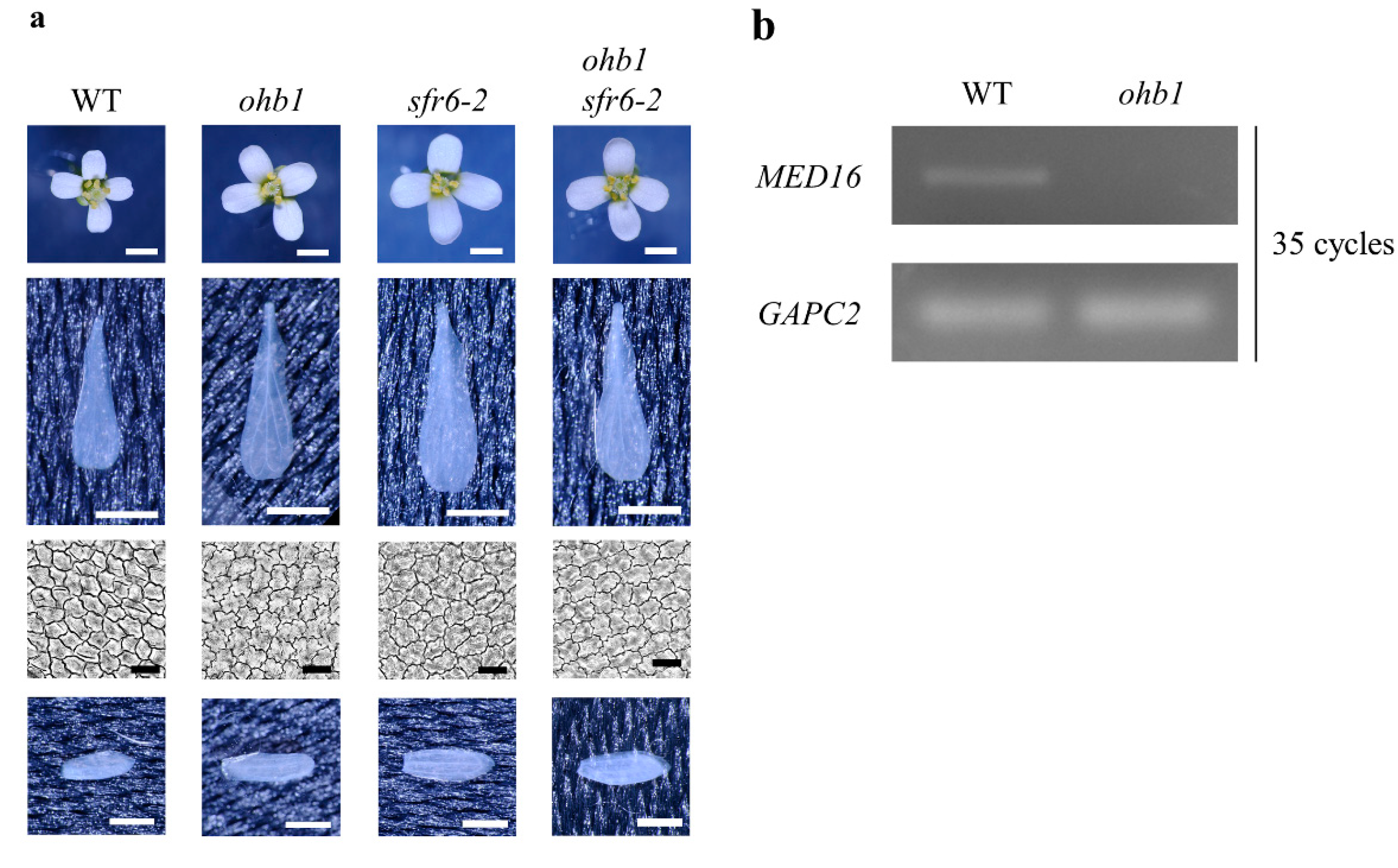 Plants 10 01881 g001 Plants 10 01881 g001