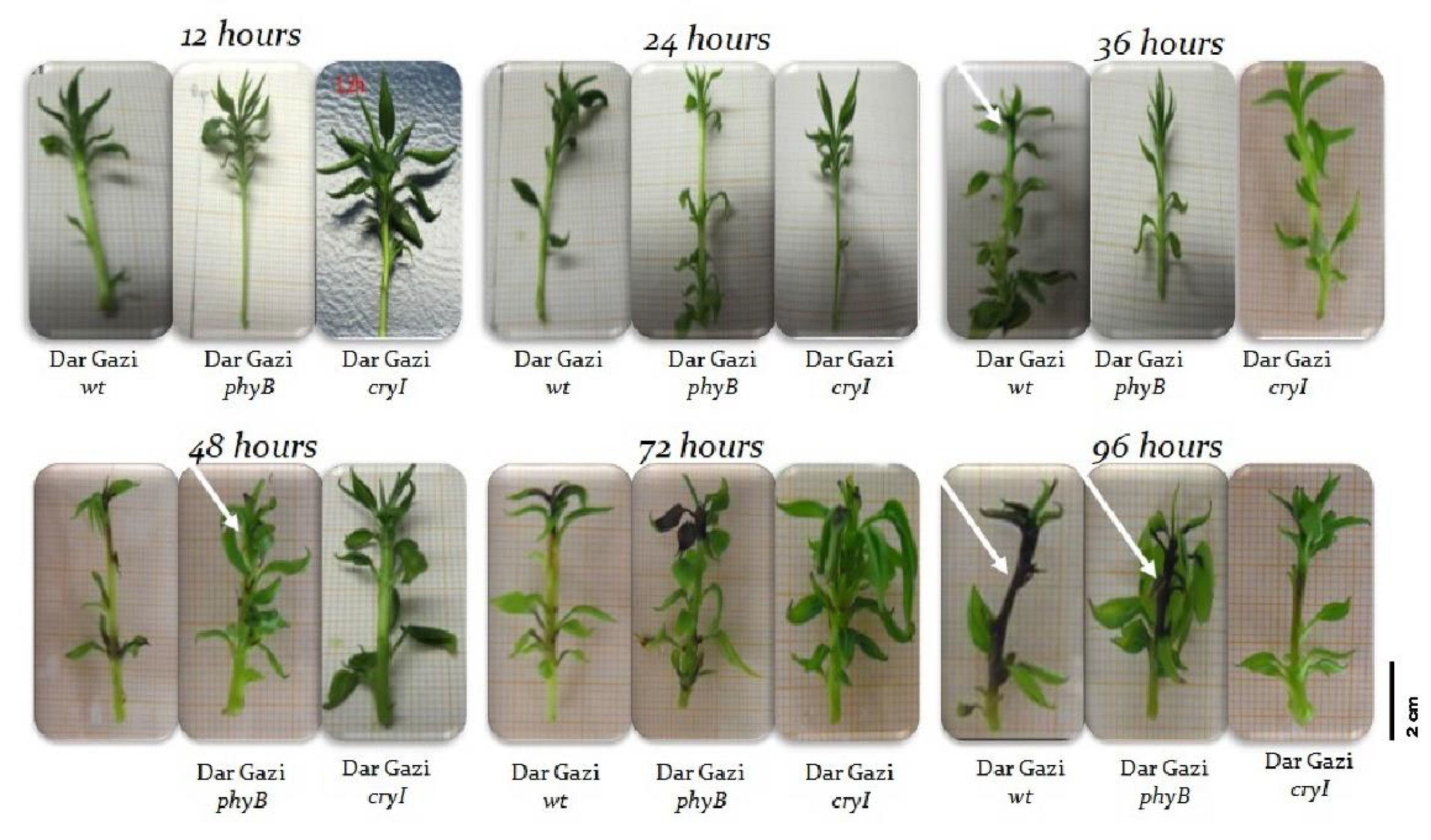 Plants 10 01886 g012