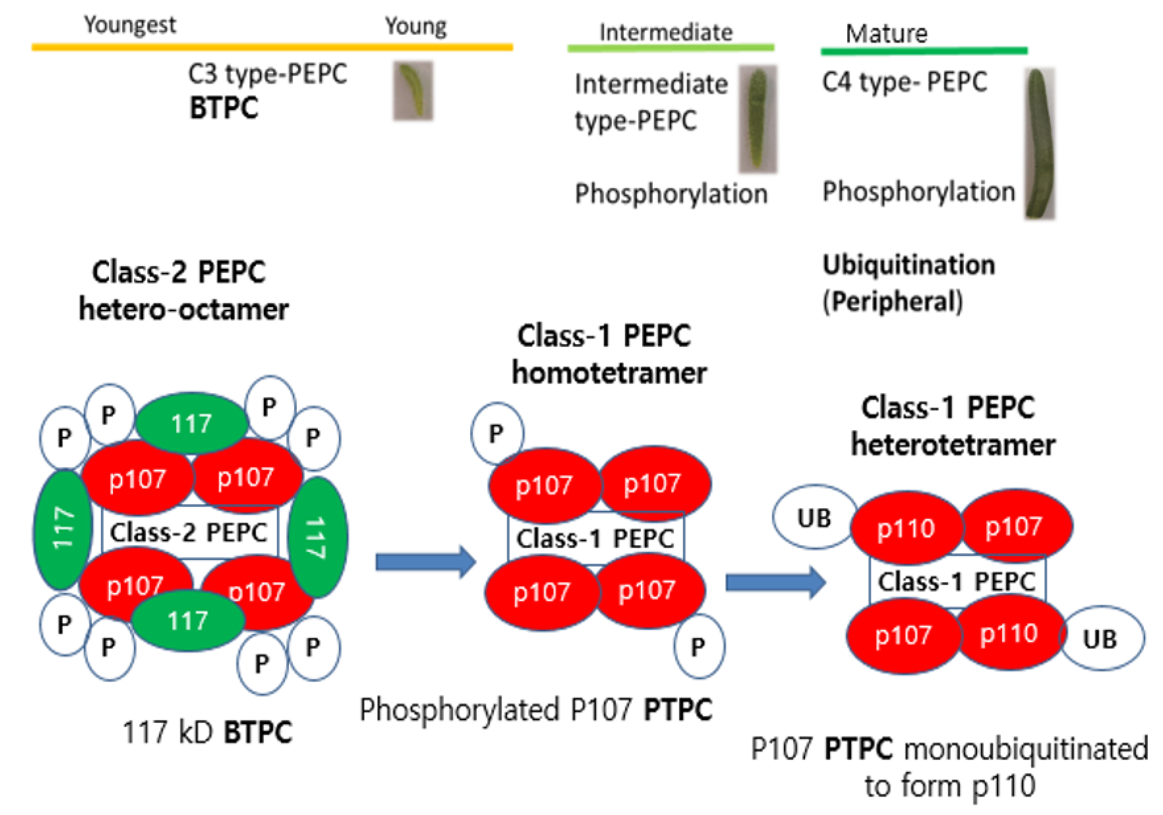 Plants 10 01887 g002 550