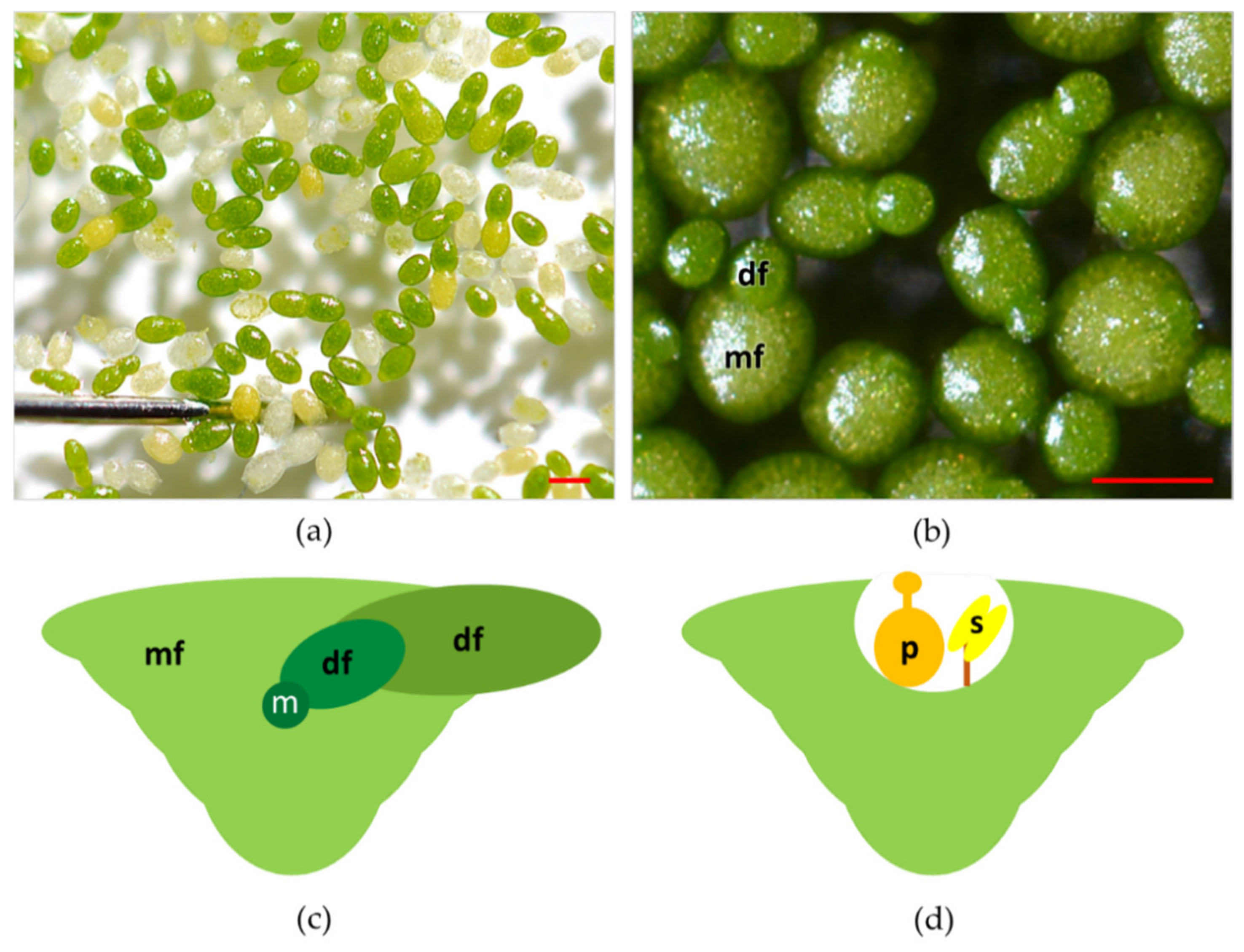 Plants 10 01896 g002