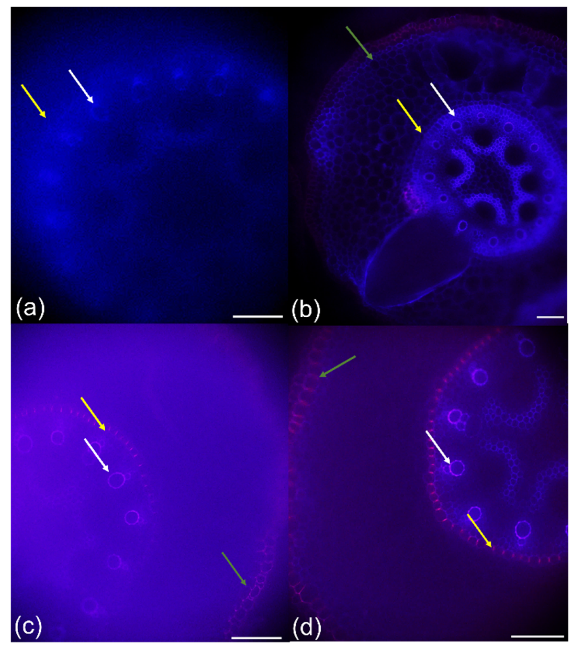 Plants 10 01899 g003
