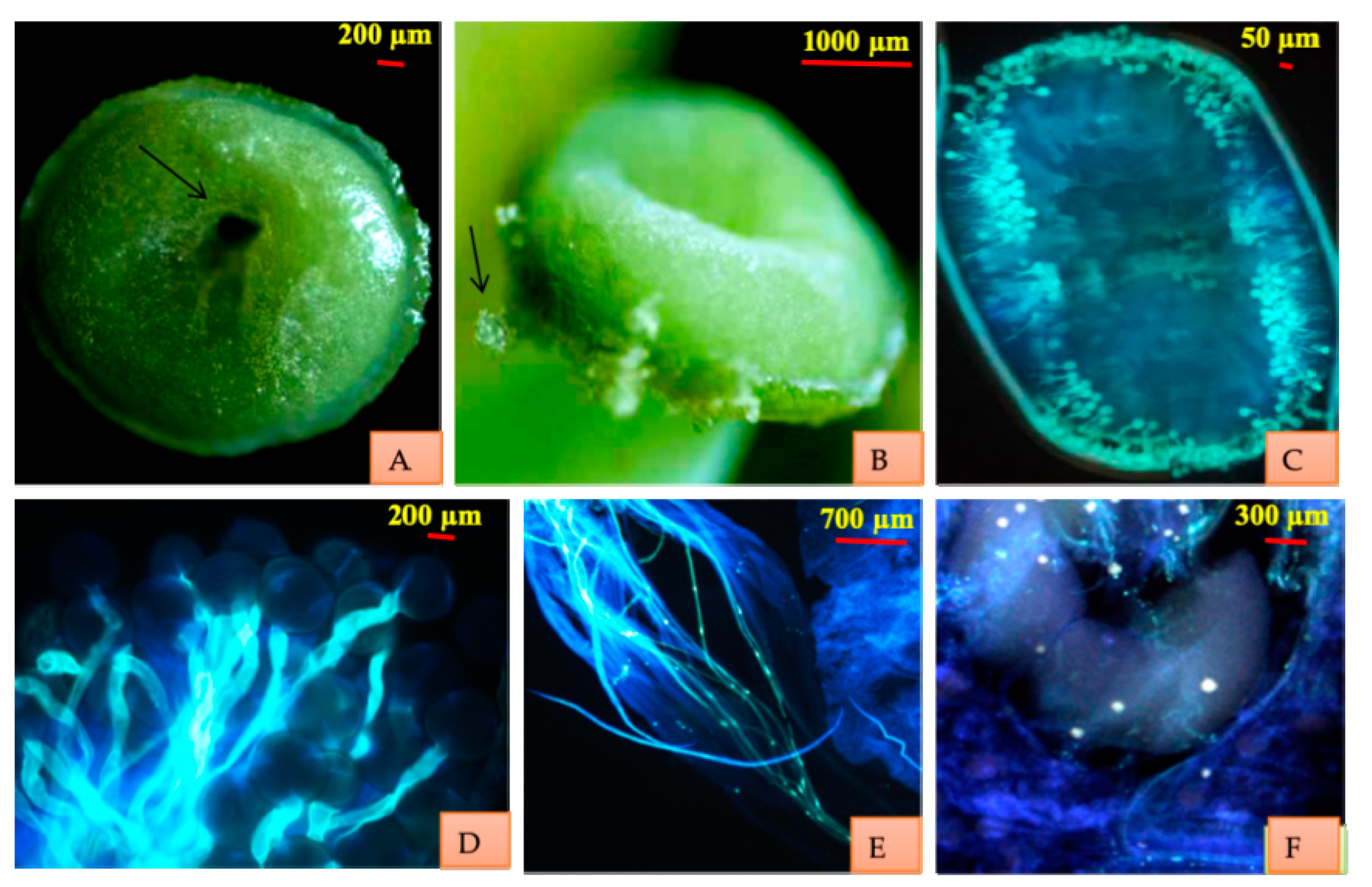 Plants 10 01907 g002