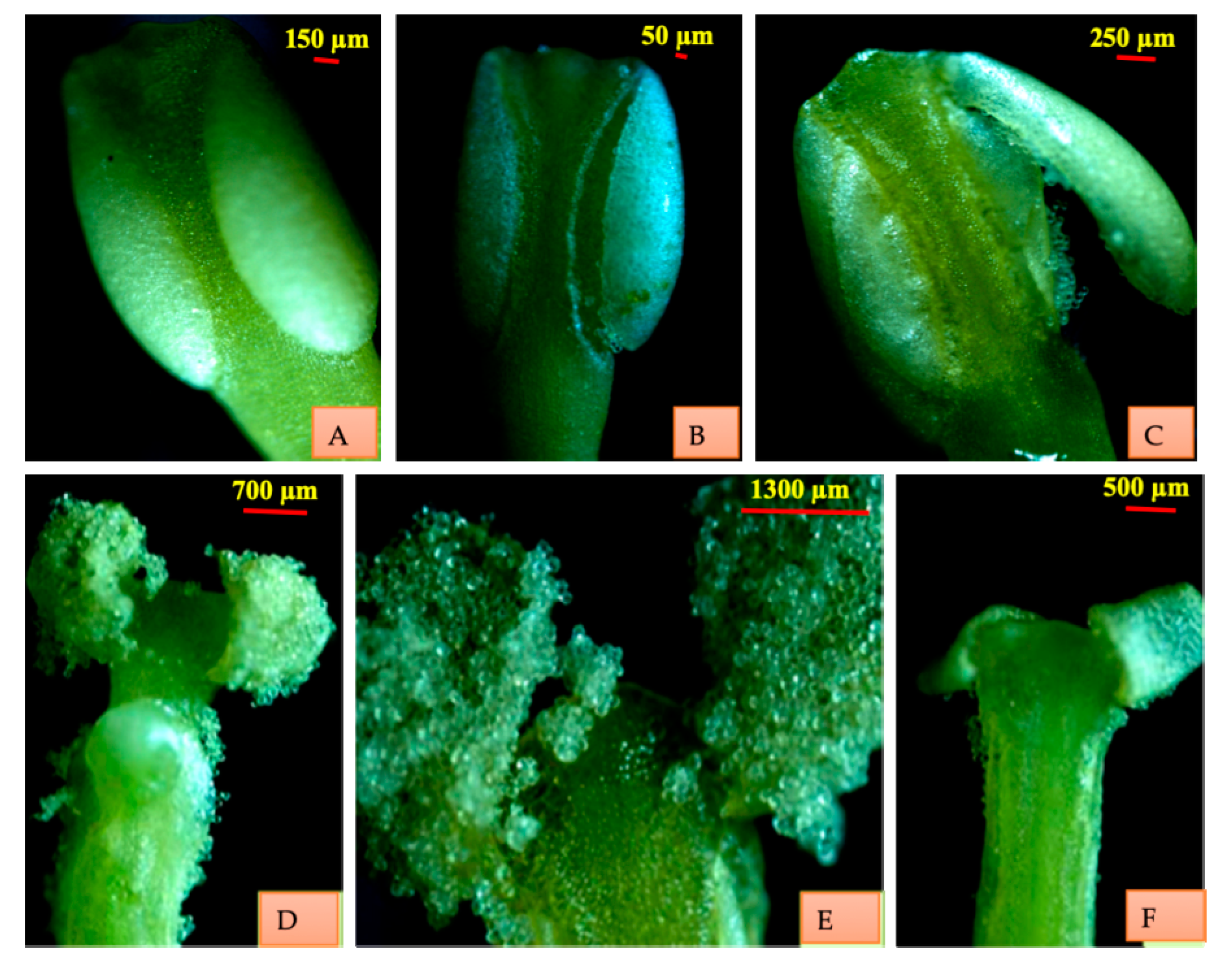 Plants 10 01907 g004