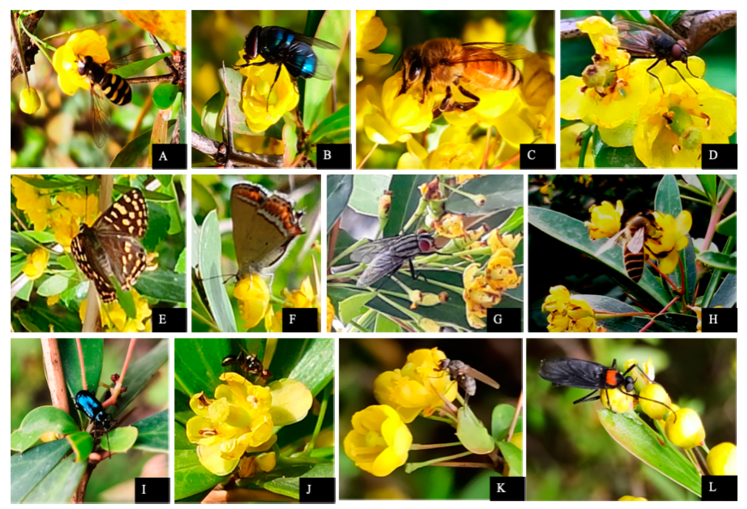 Plants 10 01907 g005