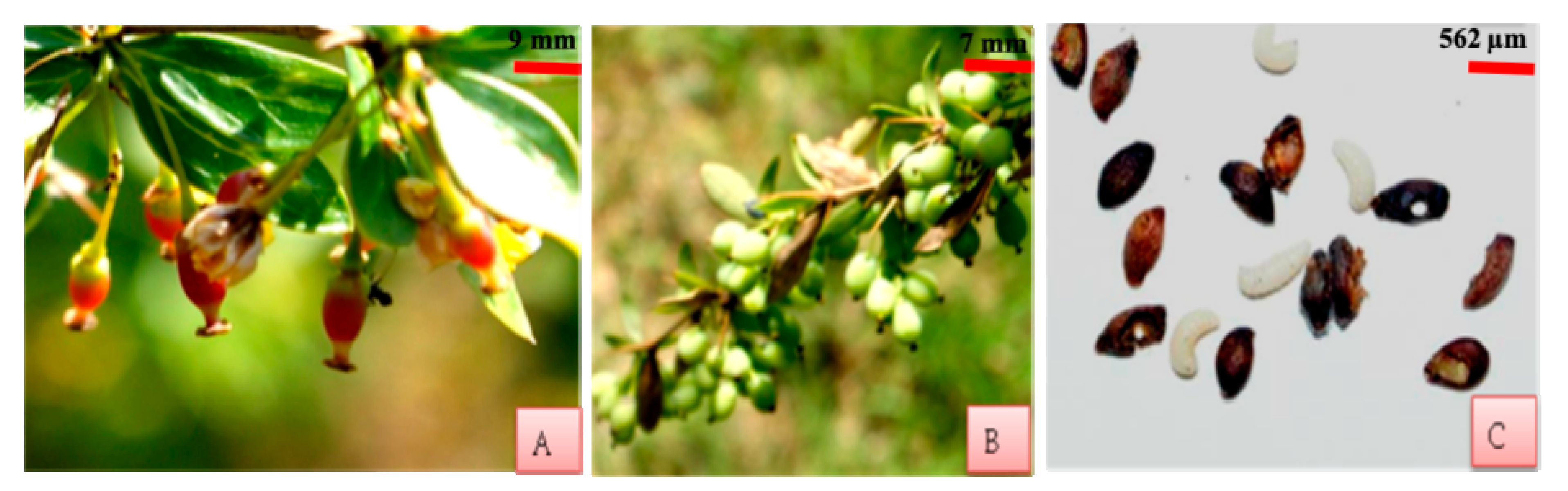 Plants 10 01907 g009