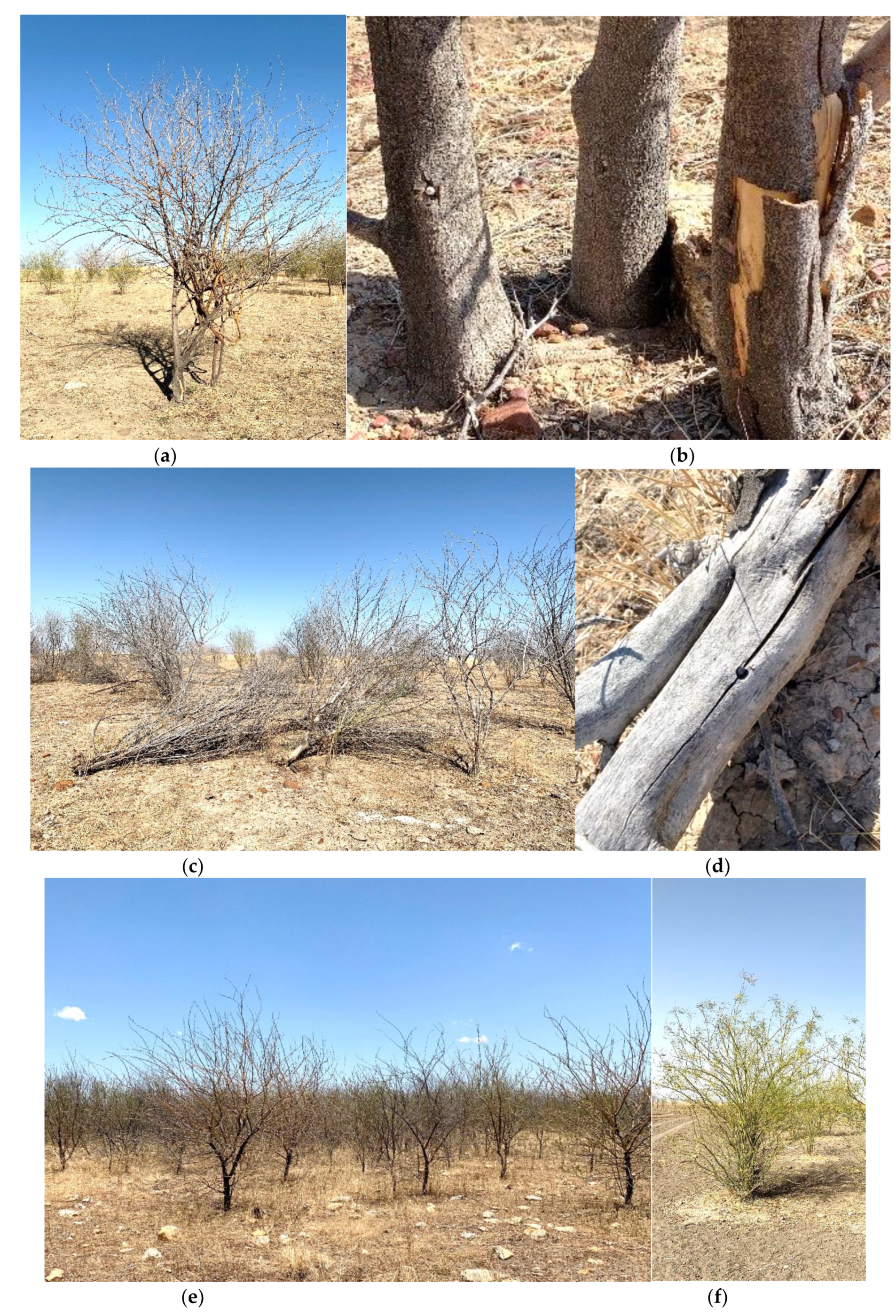 Plants 10 01909 g004 550