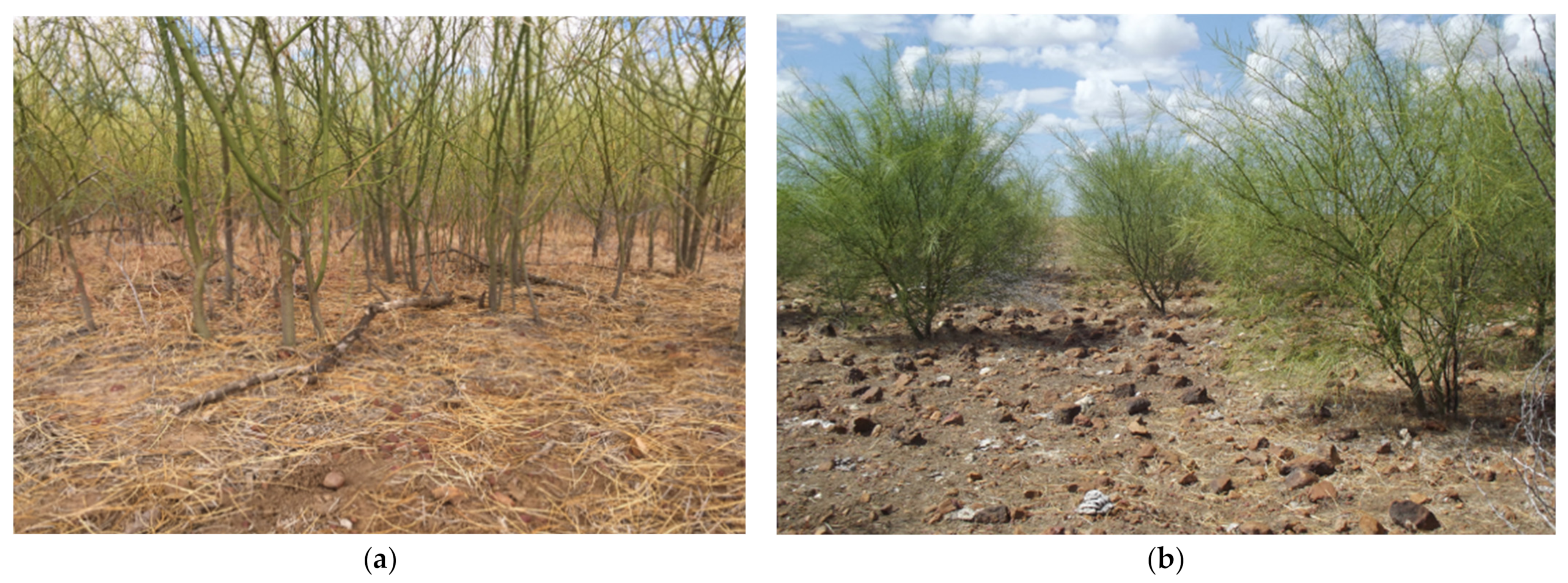 Plants 10 01909 g011 550