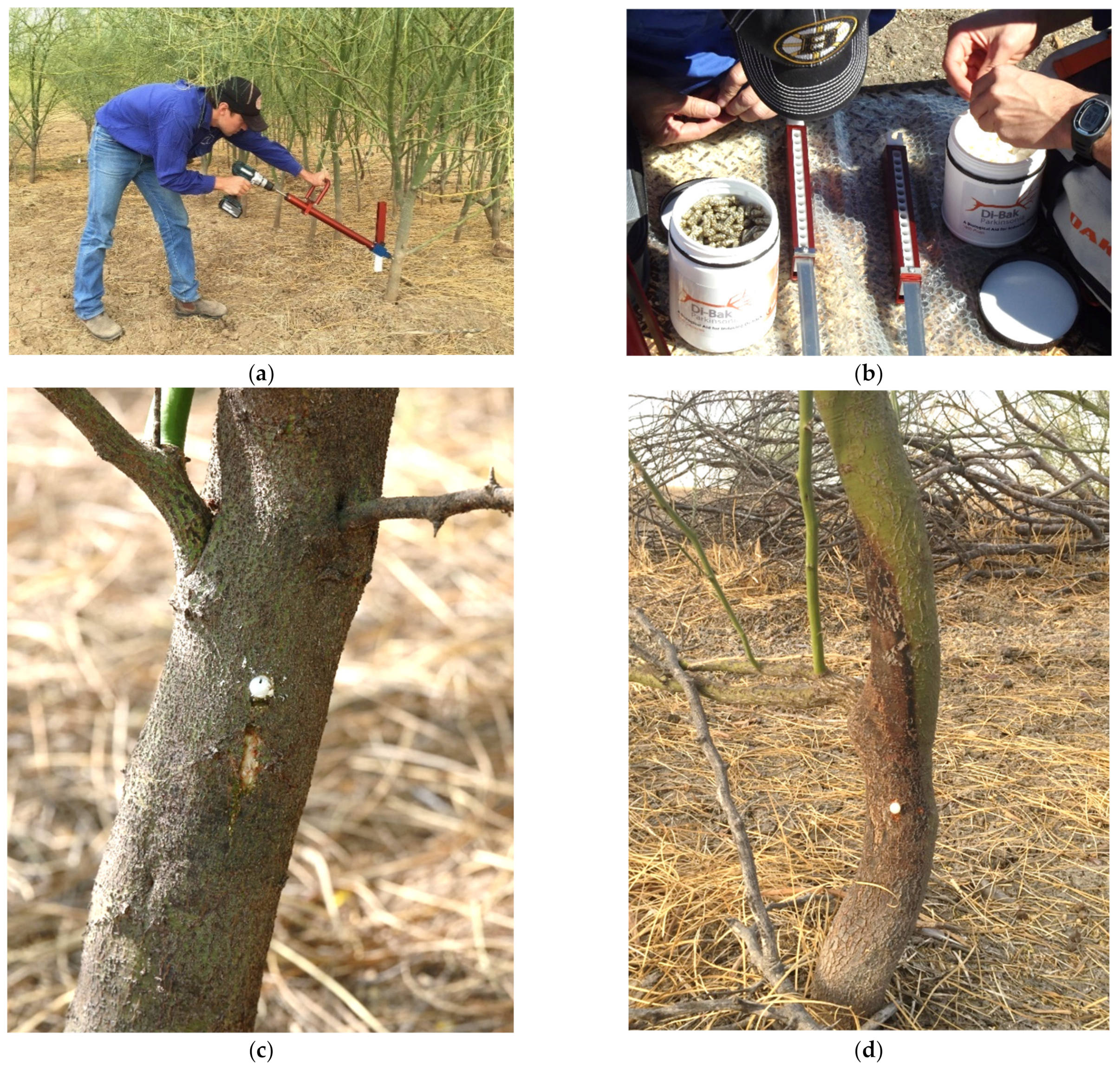 Plants 10 01909 g012 550