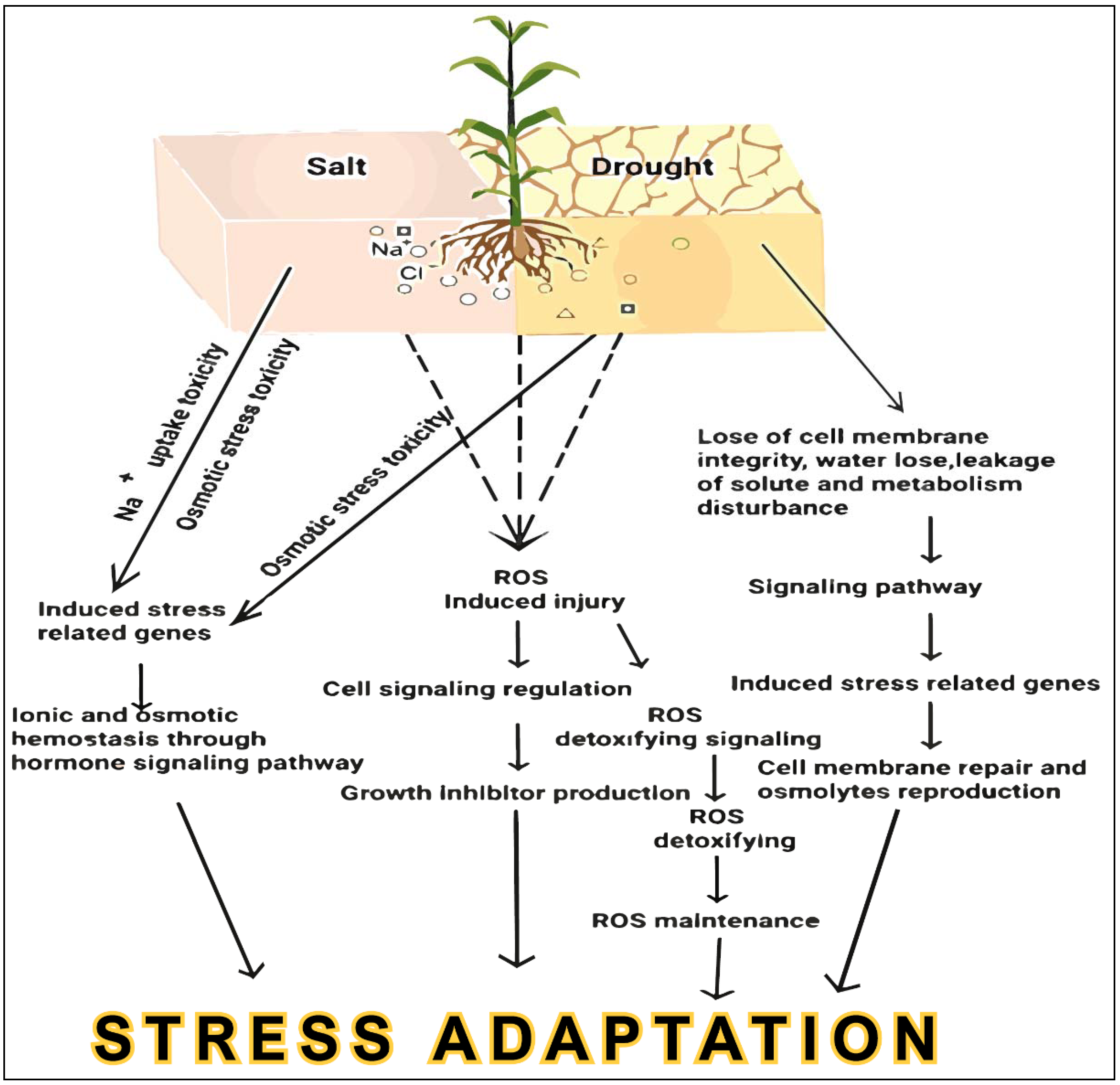 Plants 10 01910 g001