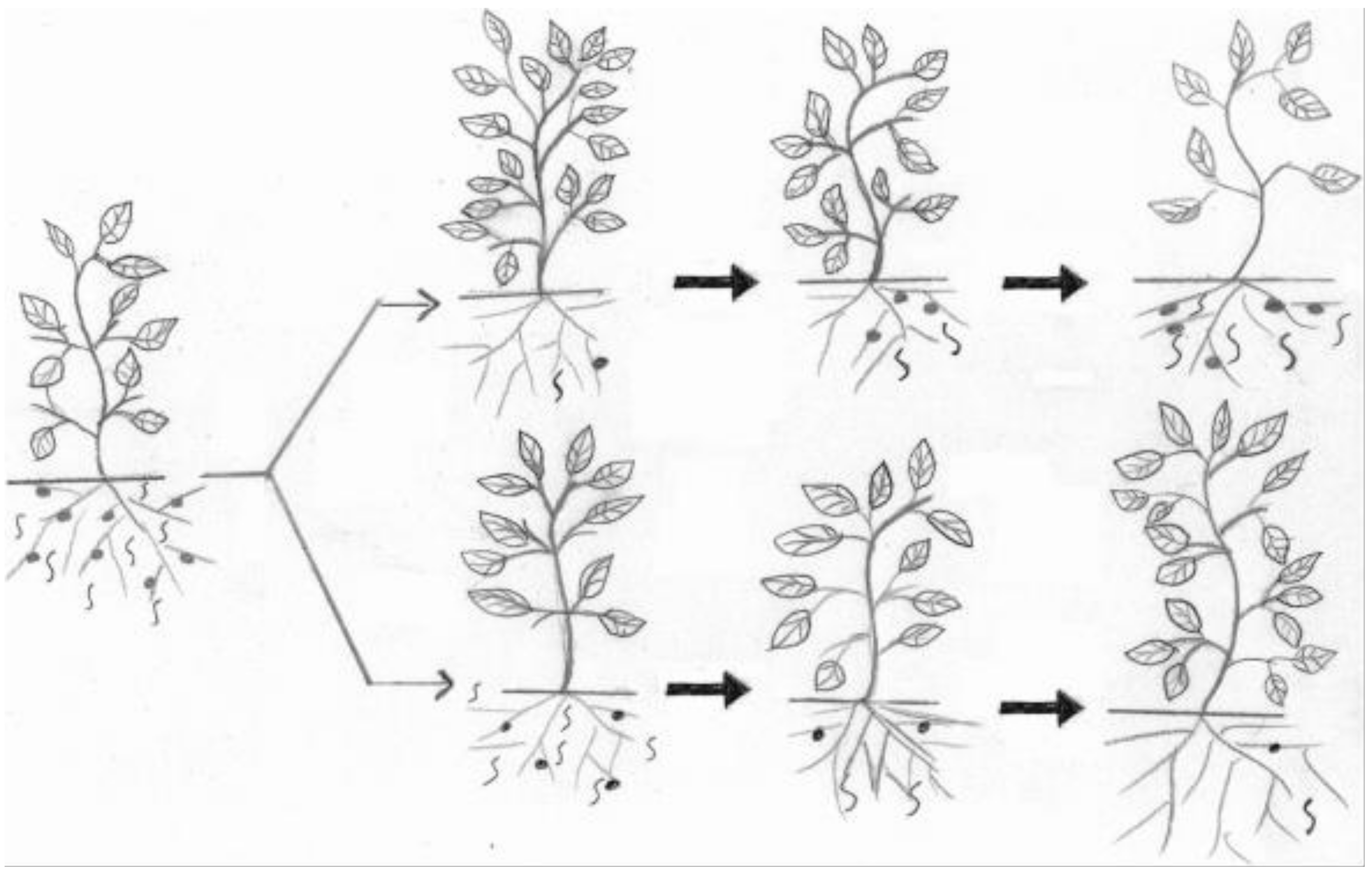 Plants 10 01911 g001