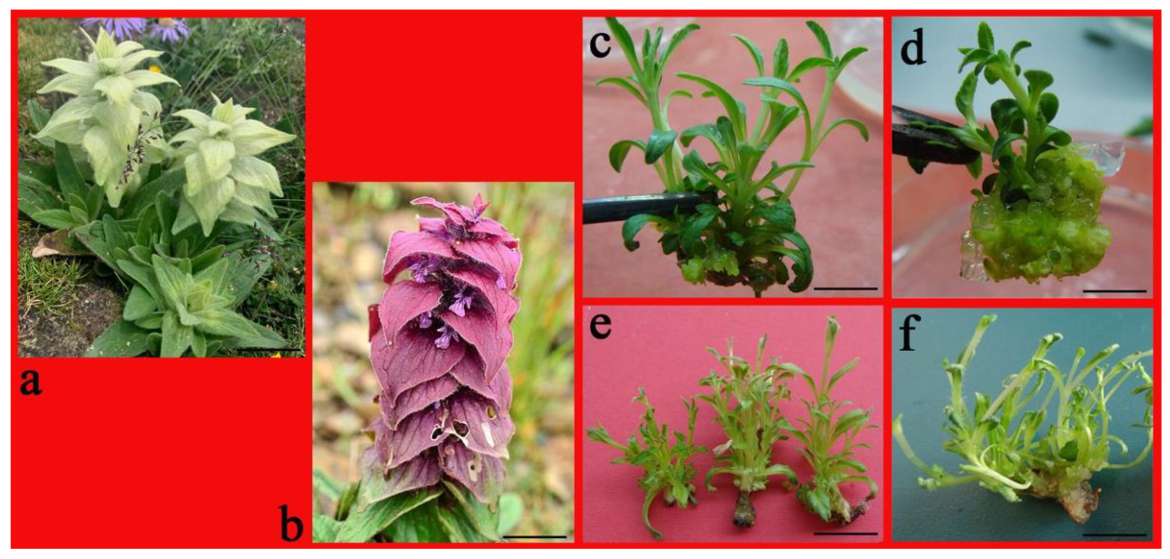 Plants 10 01918 g001 550