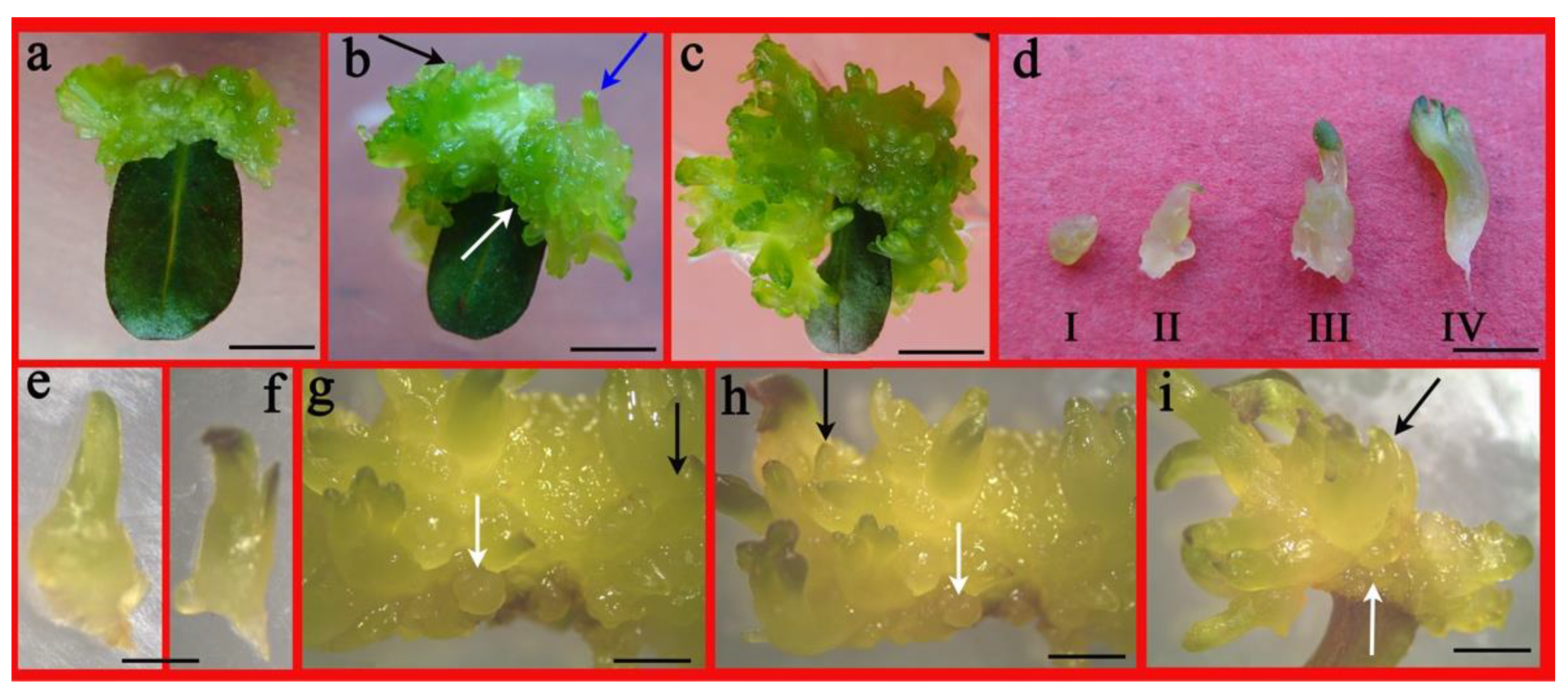 Plants 10 01918 g002 550