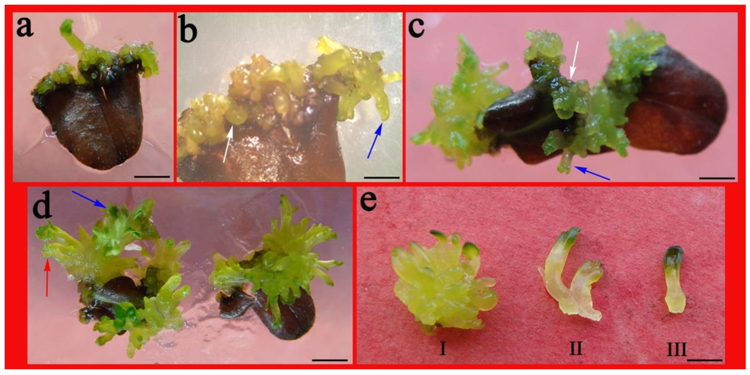 Plants 10 01918 g003 550