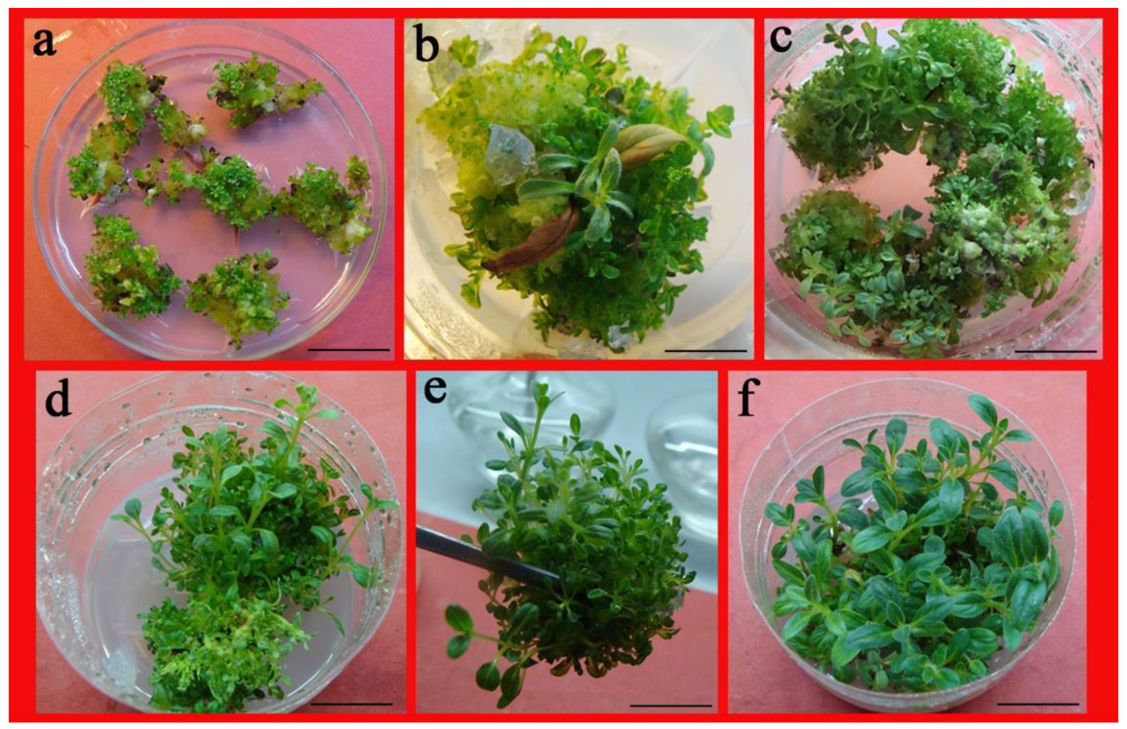 Plants 10 01918 g004 550