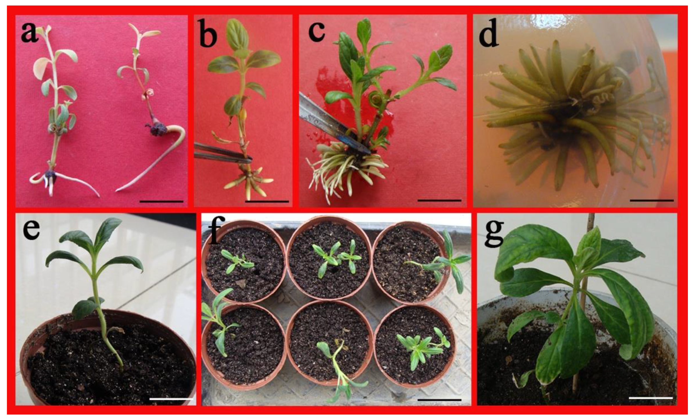 Plants 10 01918 g005 550