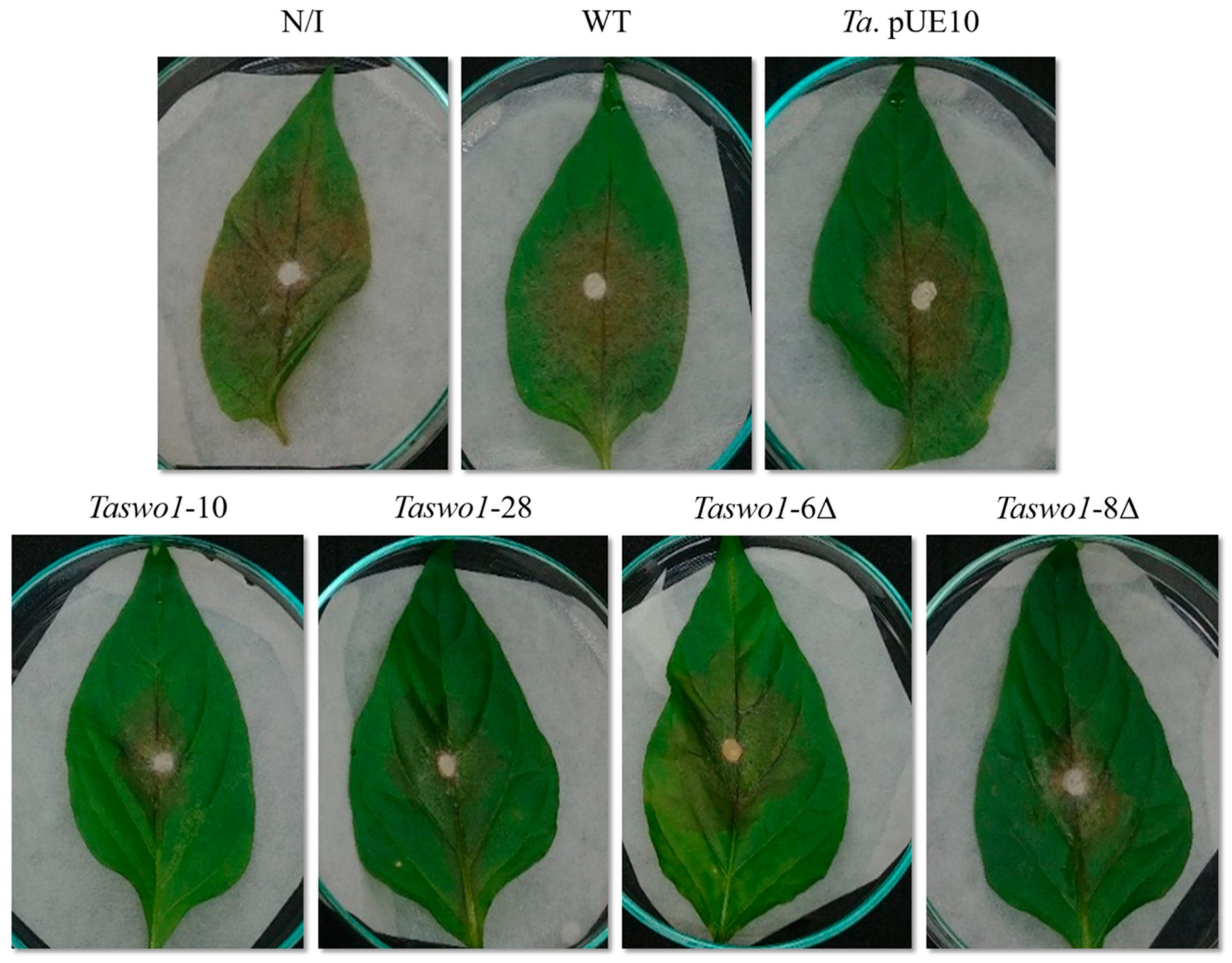 Plants 10 01919 g003 550