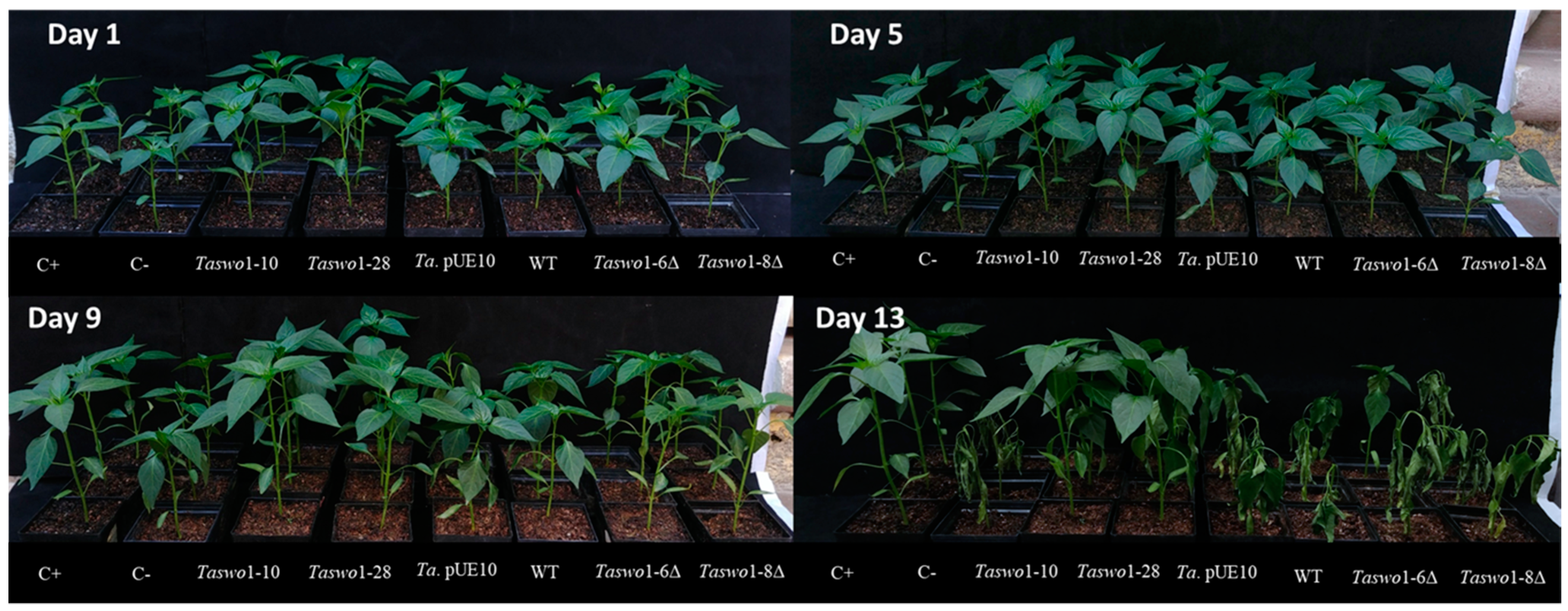 Plants 10 01919 g005 550