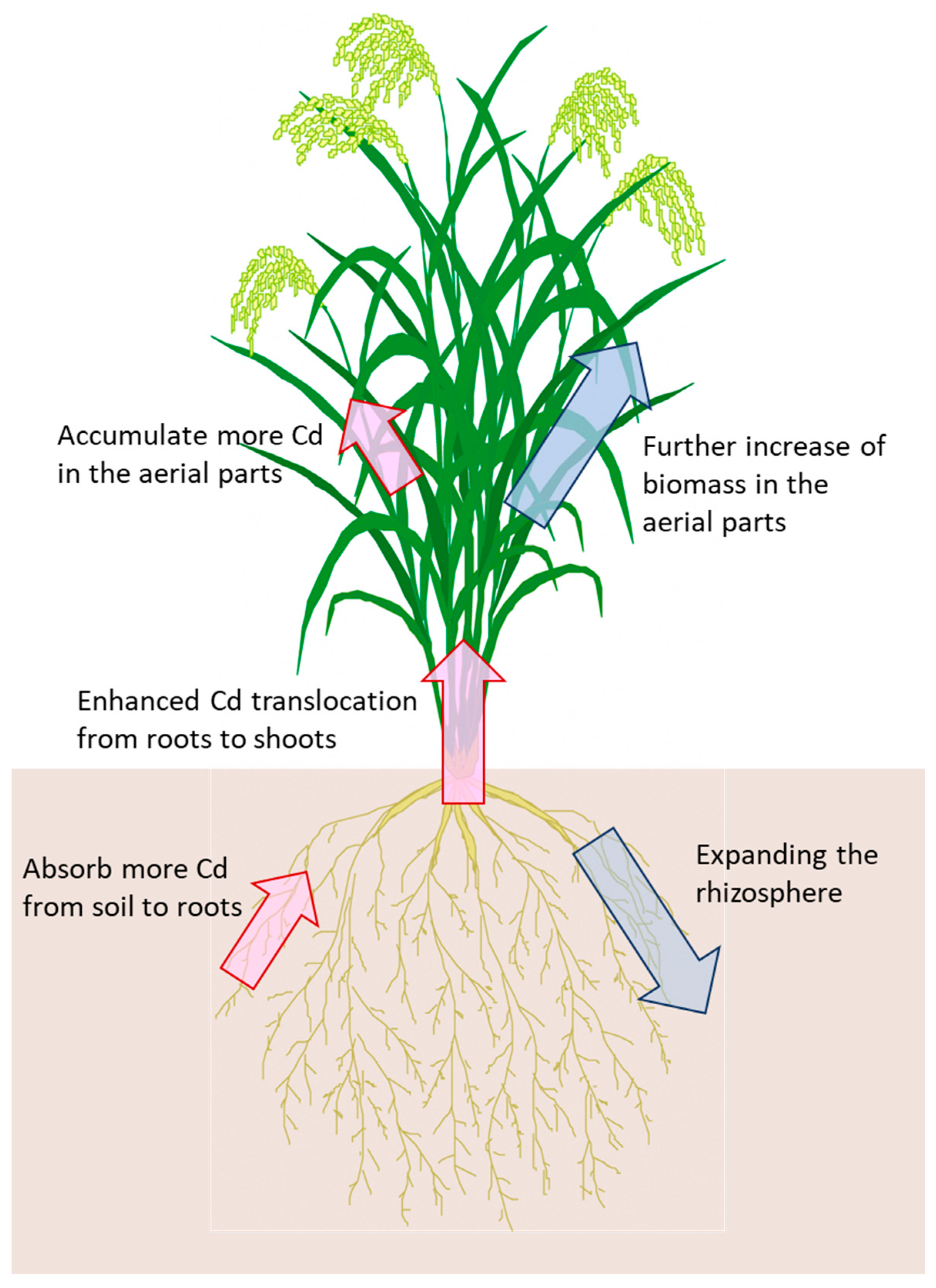 Aerial Part Of Plant