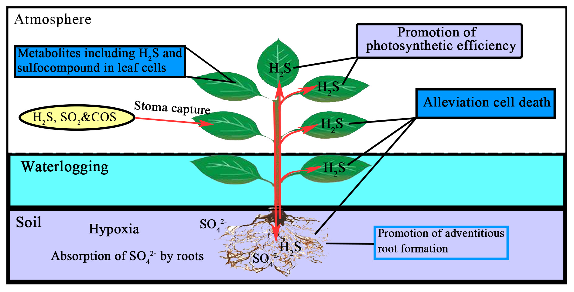 plants free full text hydrogen sulfide enhances plant tolerance to waterlogging stress html