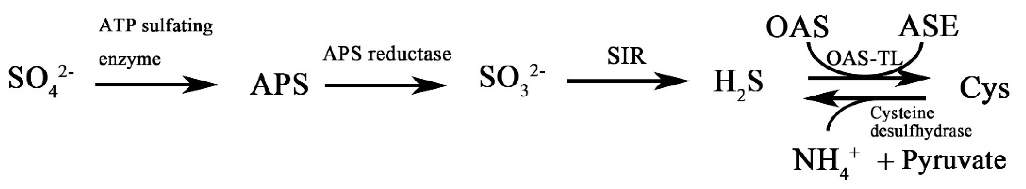 Plants 10 01928 g001