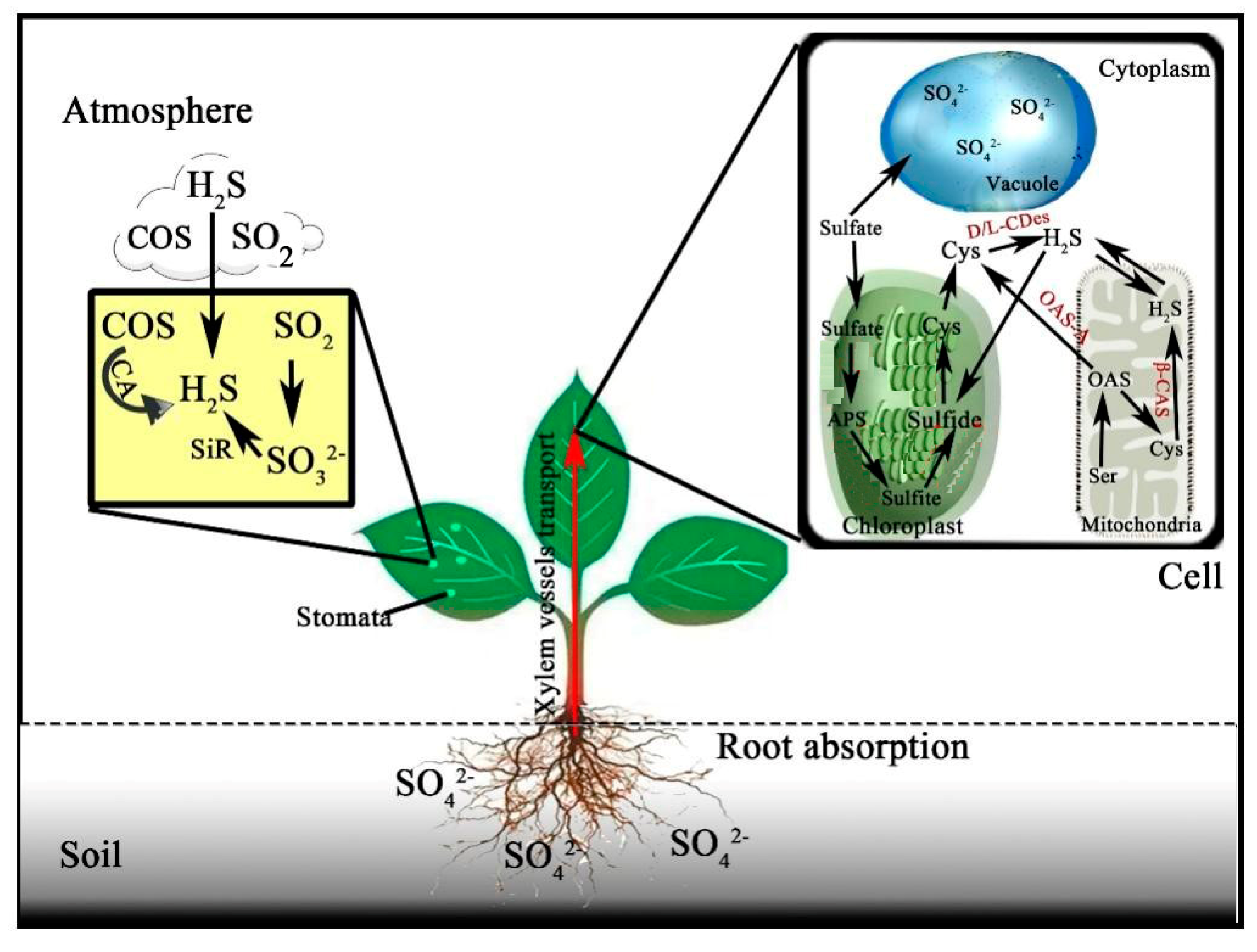 Plants 10 01928 g002