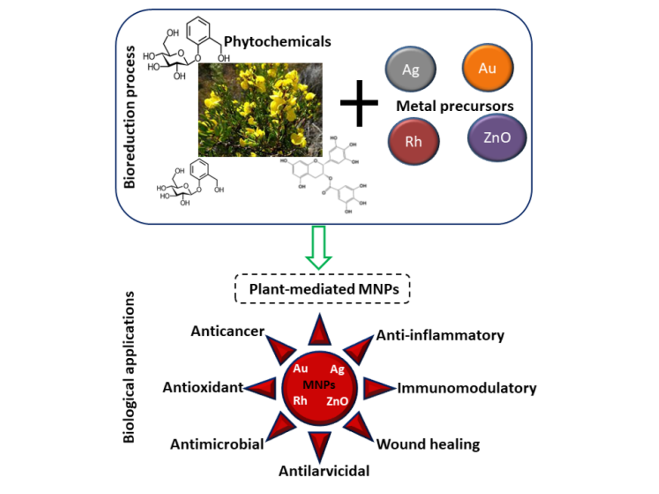 Plants Free Full Text Green Synthesis Of Metallic Nanoparticles Using Some Selected Medicinal Plants From Southern Africa And Their Biological Applications Html