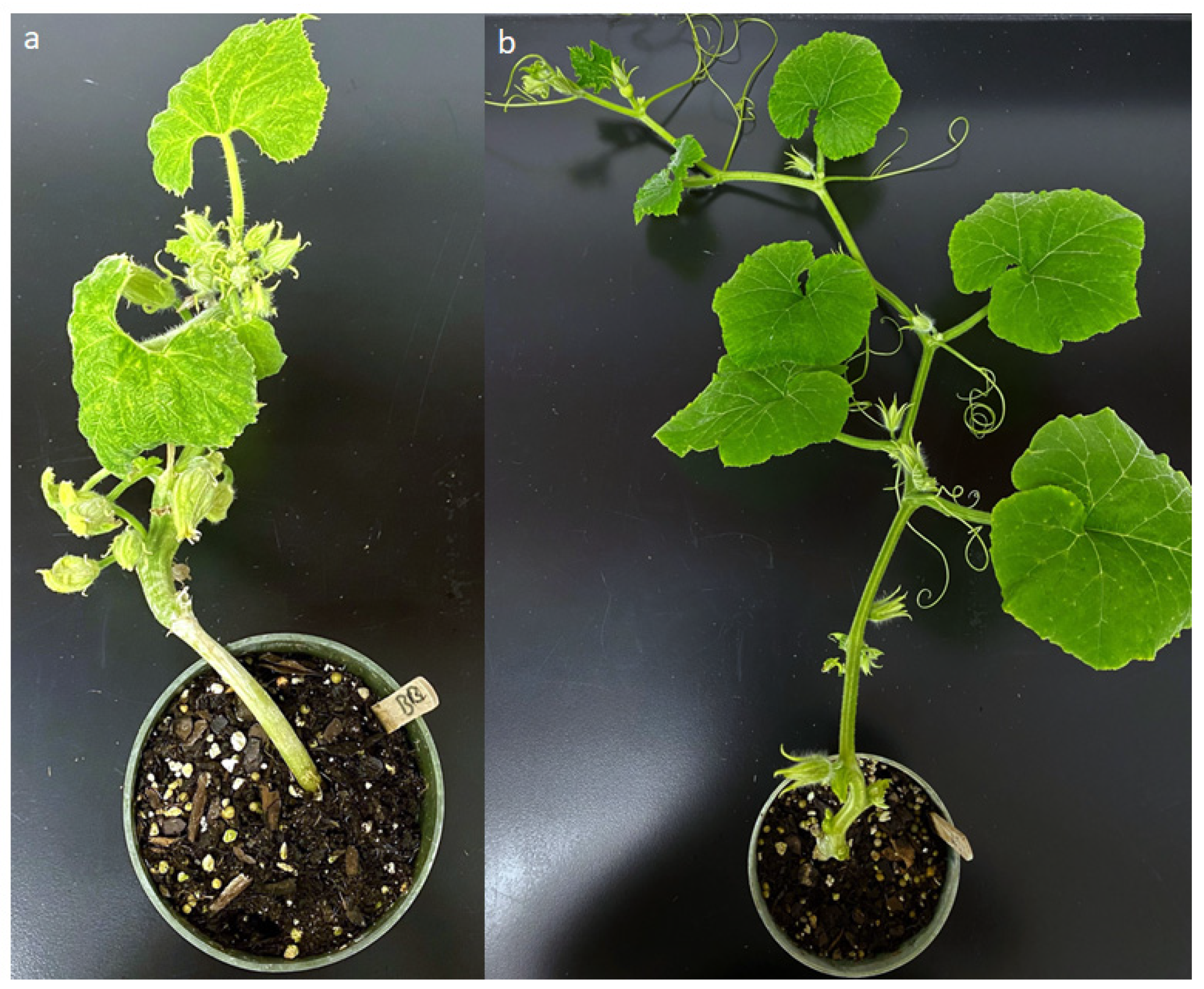 Plants 10 01935 g001