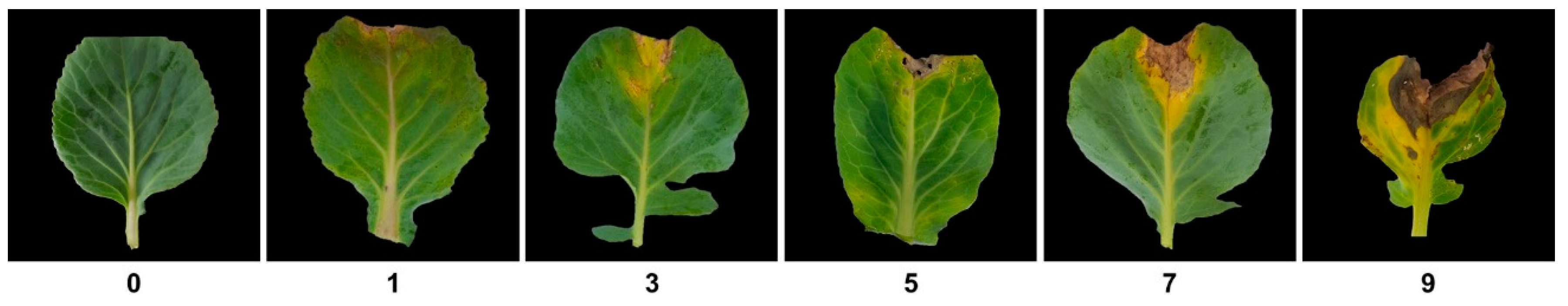 Plants 10 01940 g005