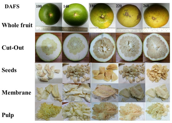 fresh fruit broken bodies essay