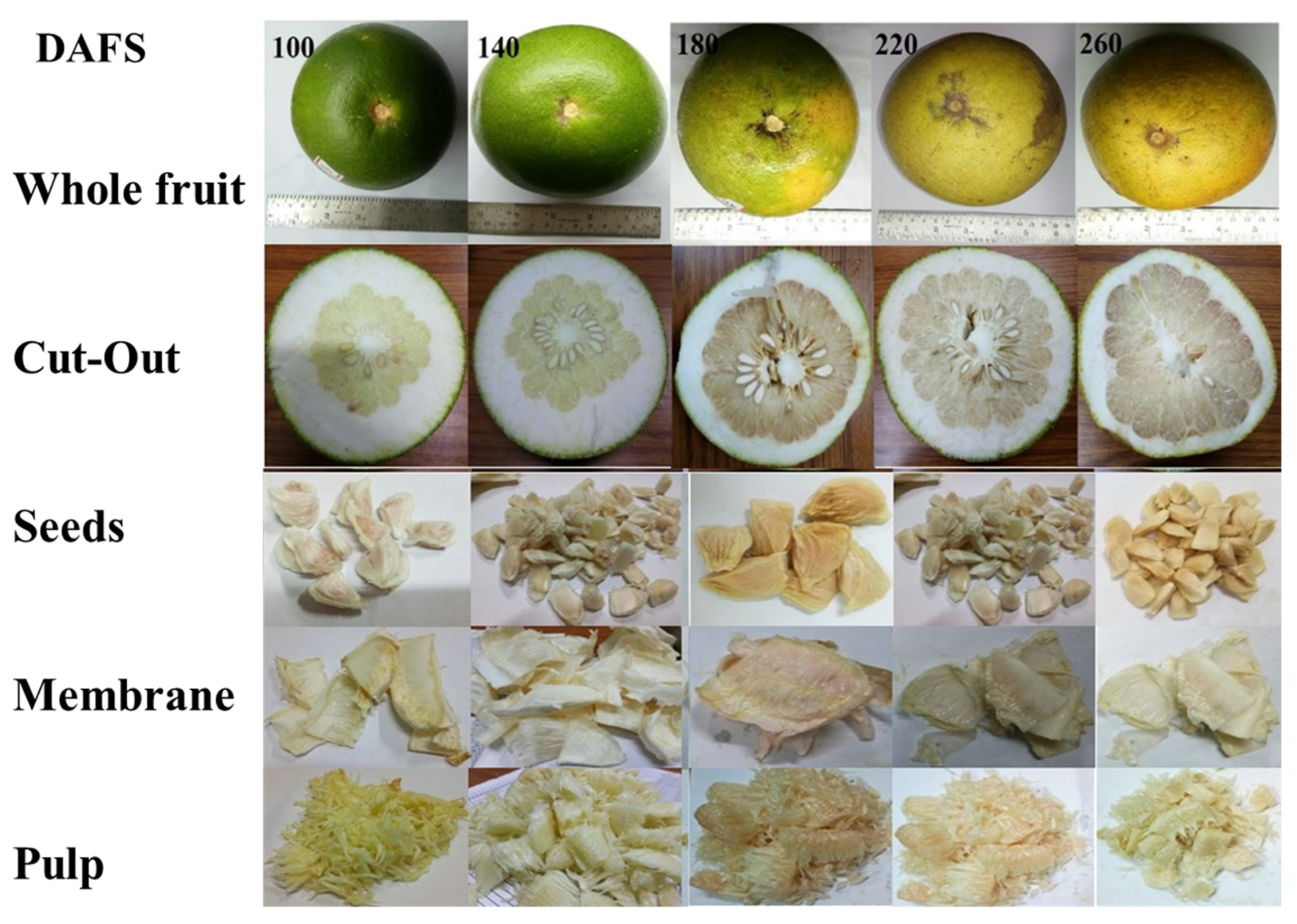 Plants | Free Full-Text | Variation in Phytochemical, Antioxidant