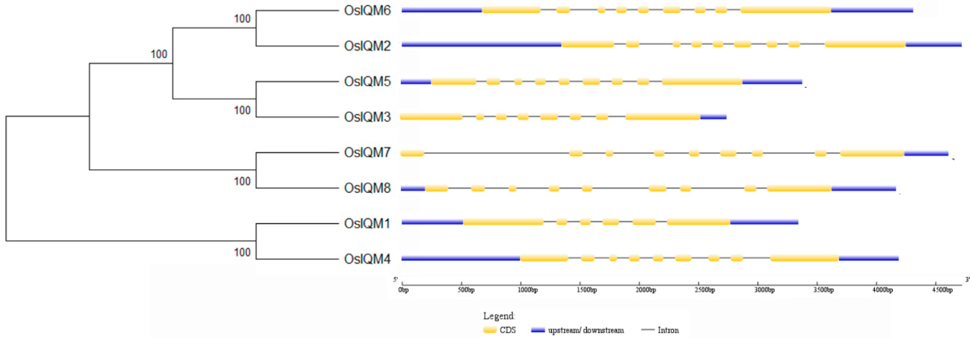 Plants 10 01949 g002