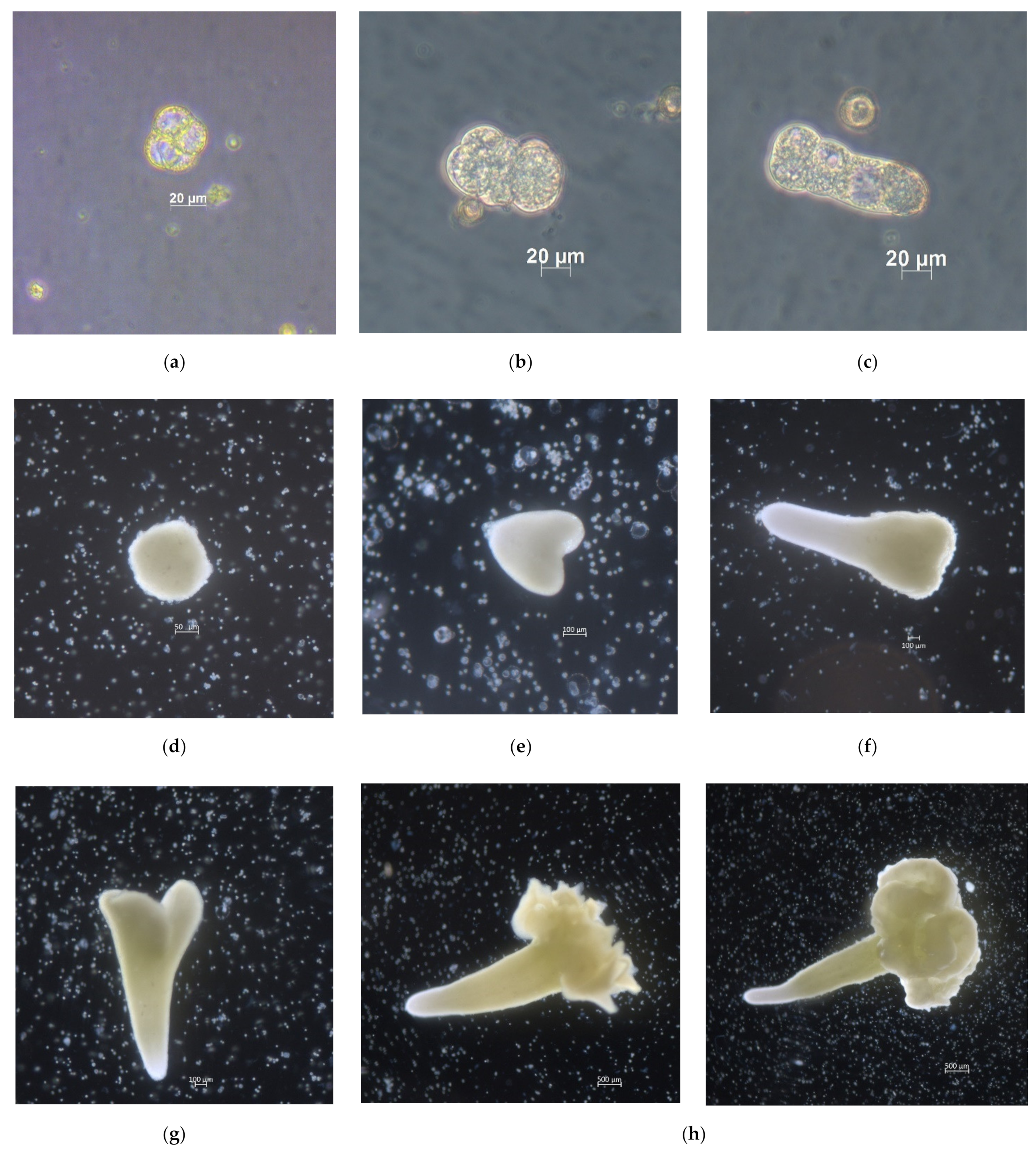 Plants 10 01950 g001