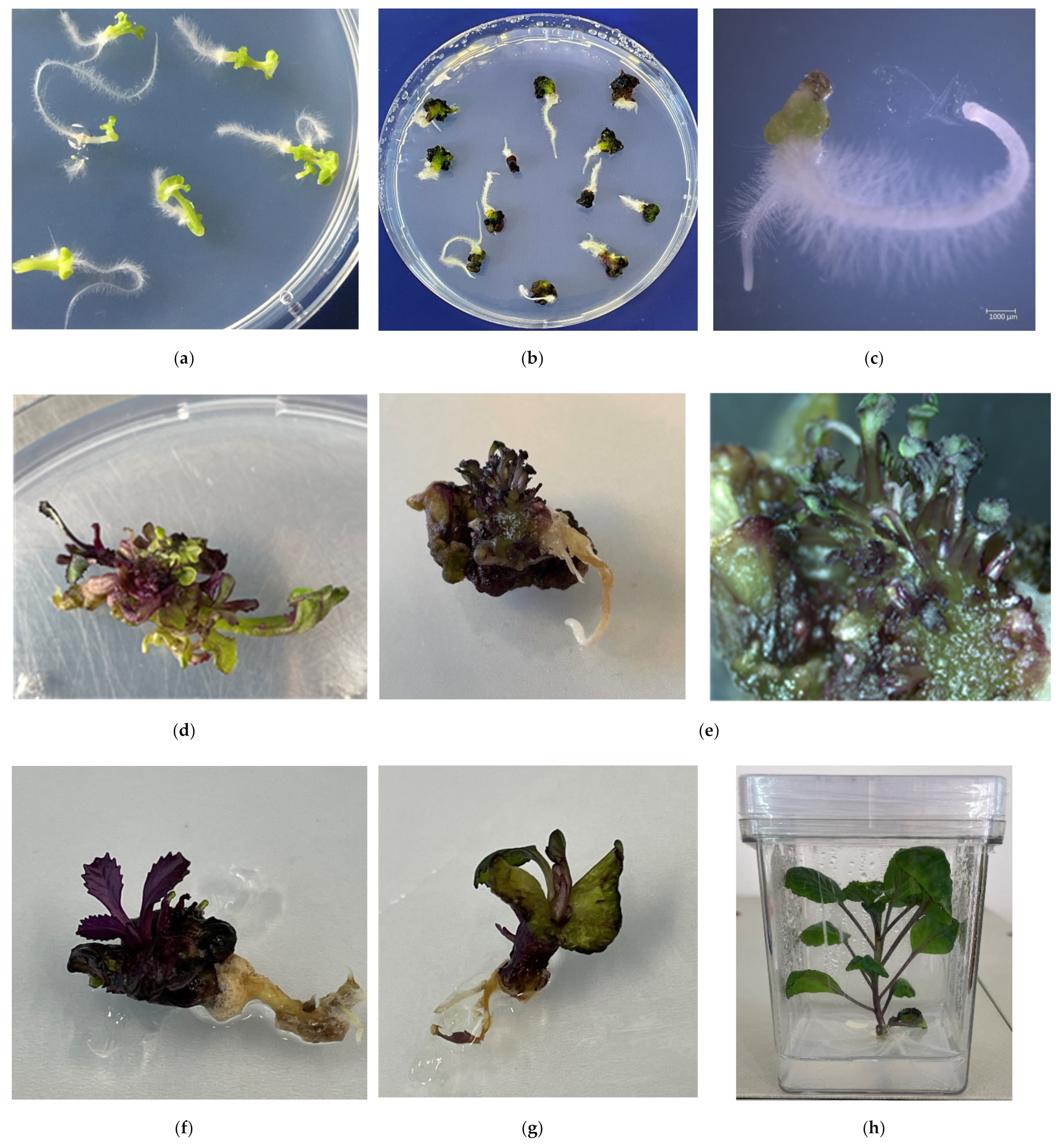 Plants 10 01950 g006