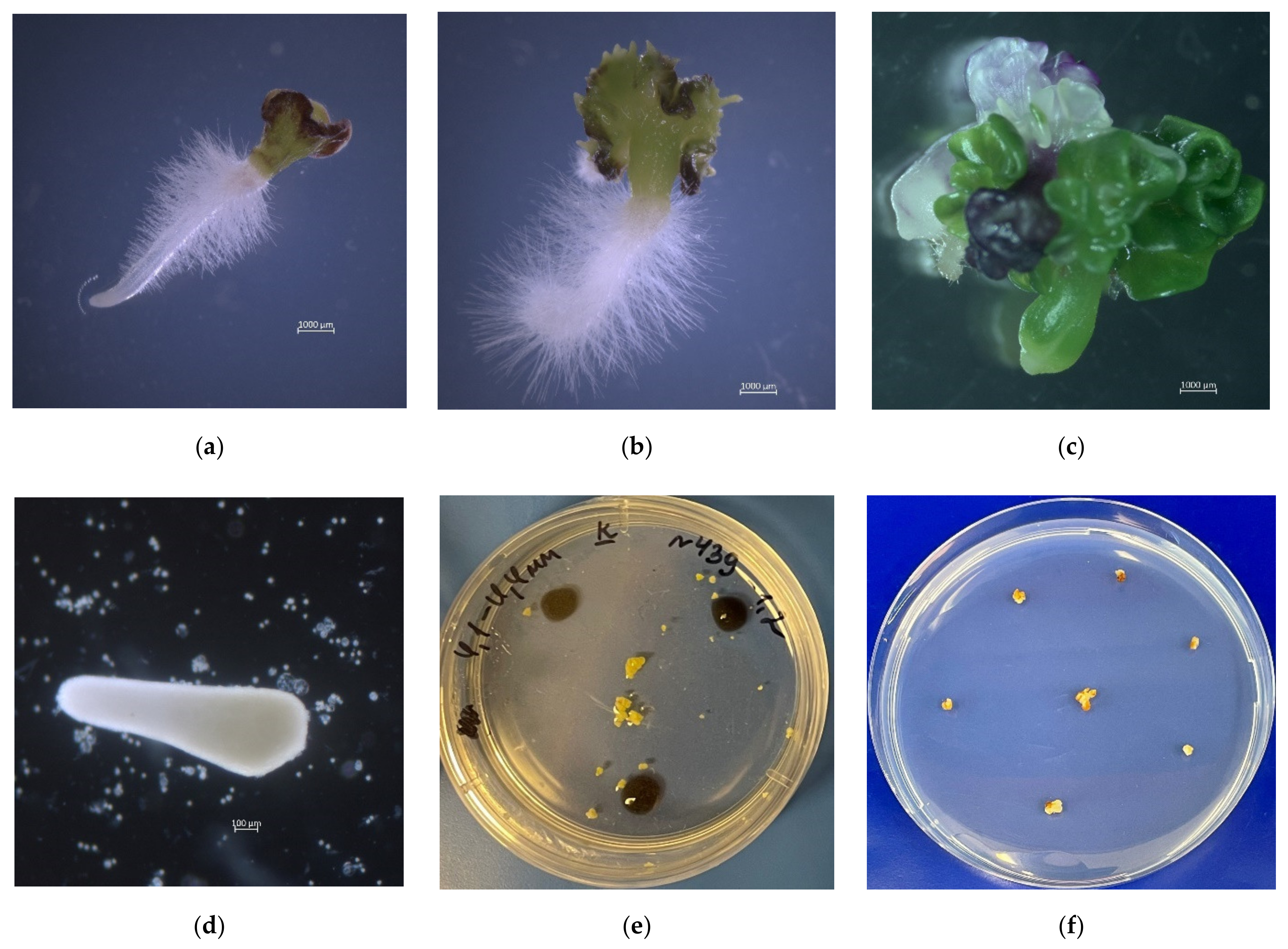 Plants 10 01950 g007