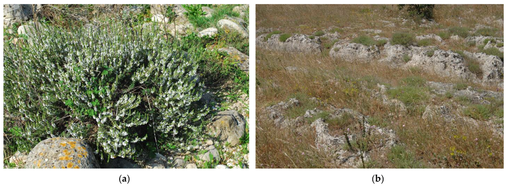 Plants 10 01952 g002 550