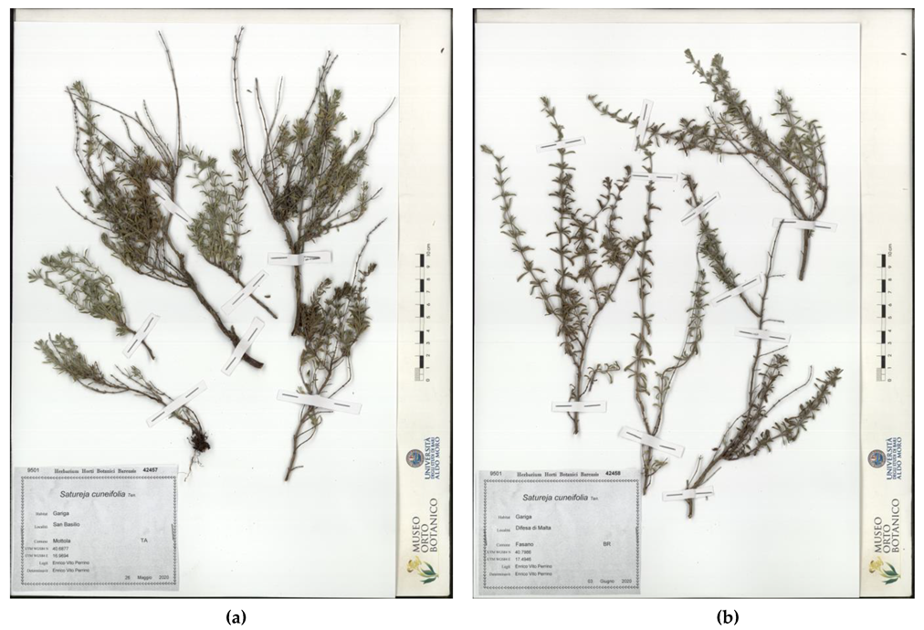 Plants 10 01952 g003 550