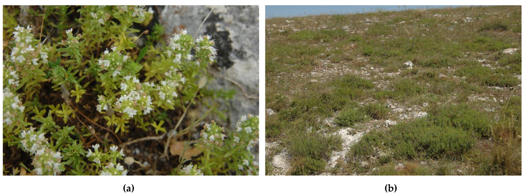 Plants 10 01952 g004 550