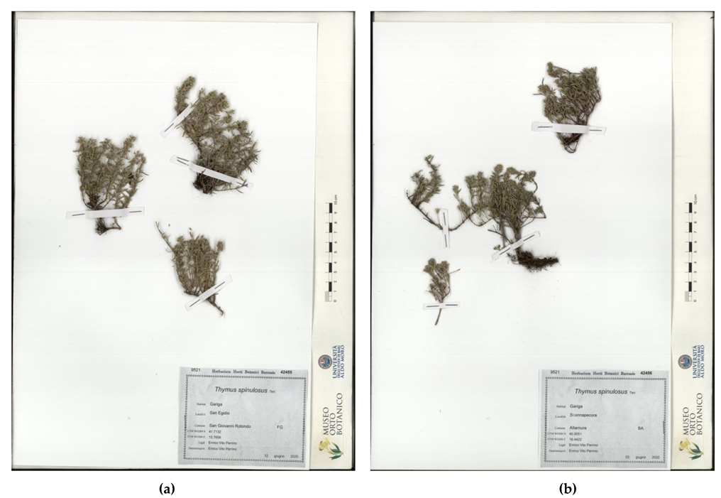 Plants 10 01952 g005 550