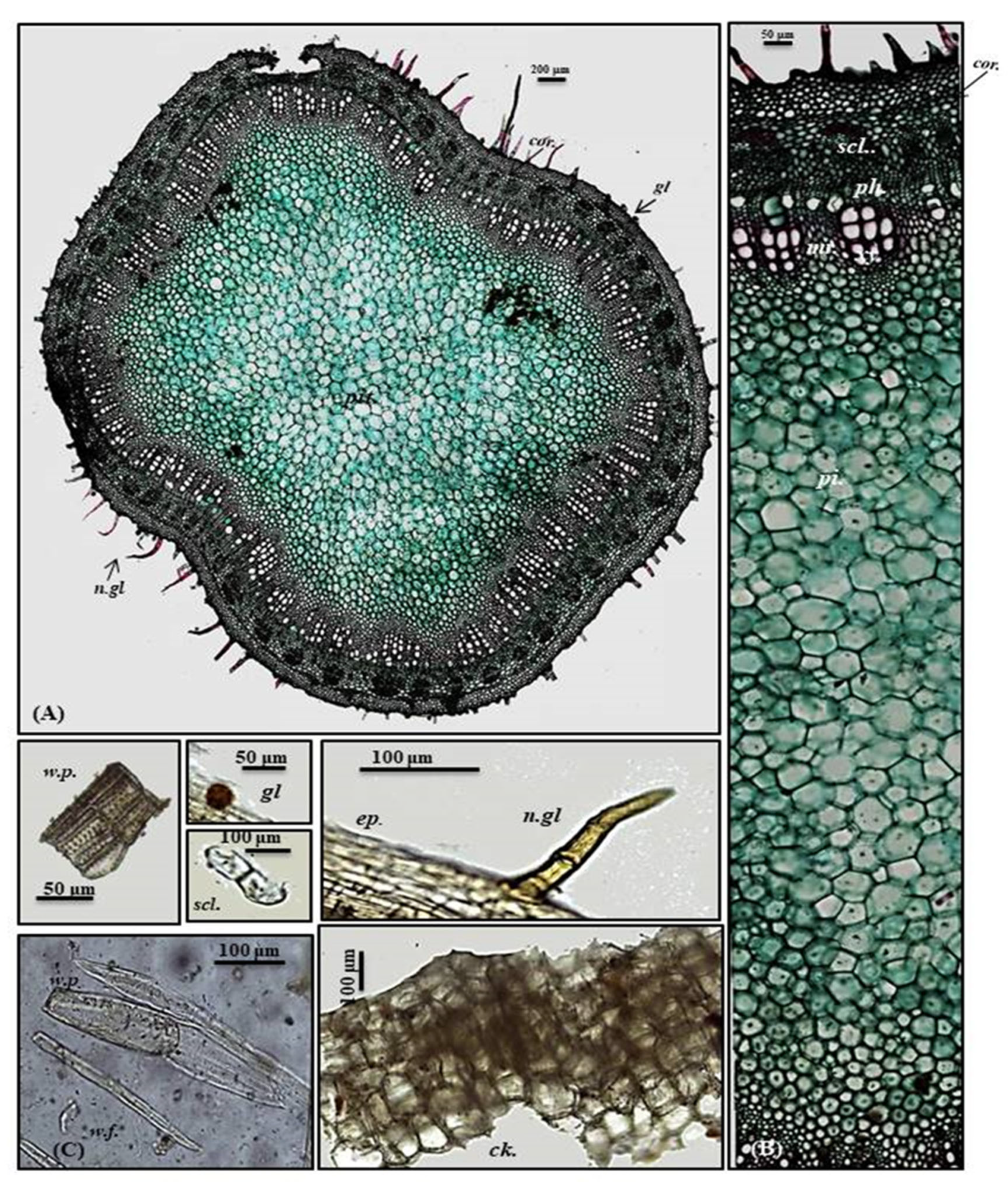 Plants 10 01953 g004 550