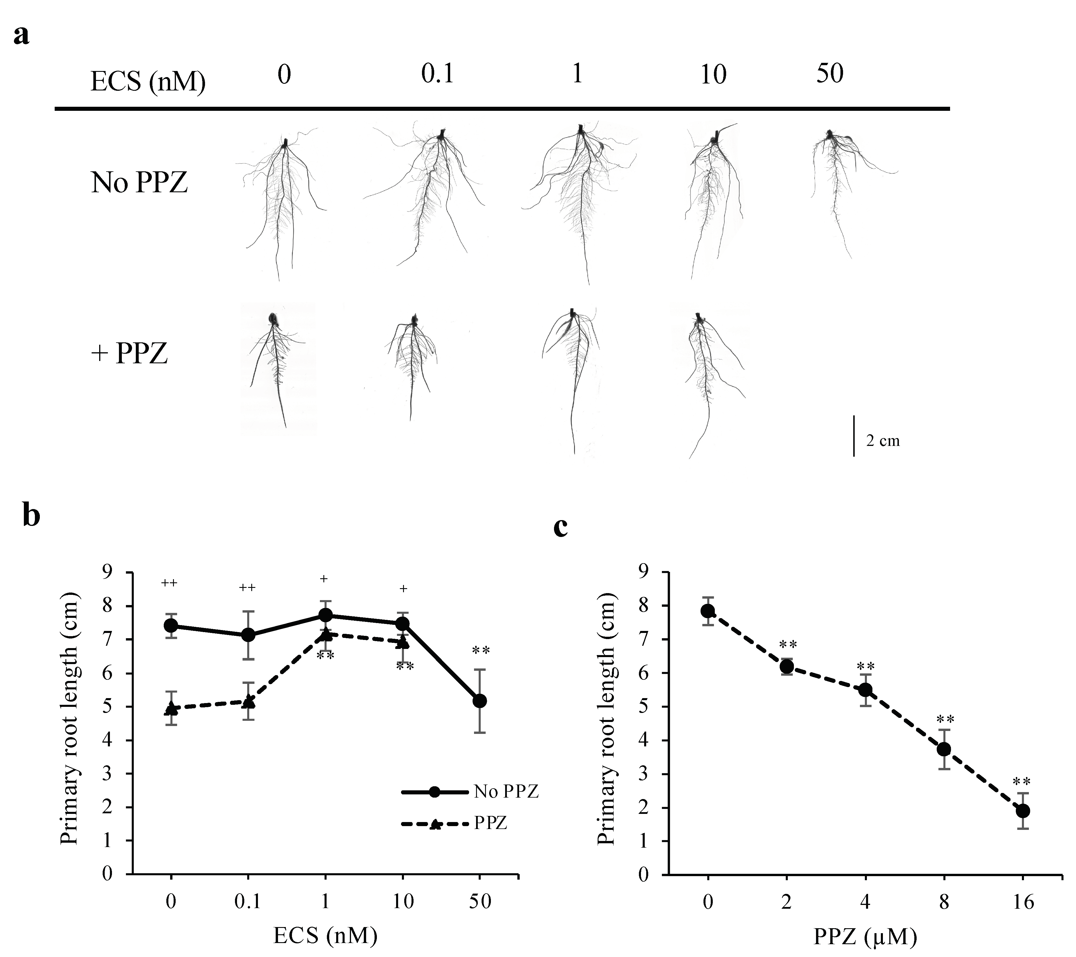 Plants 10 01962 g001