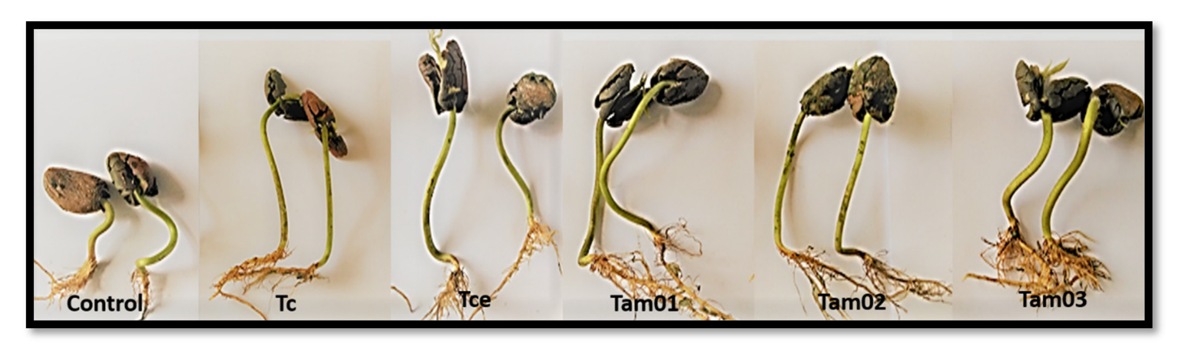 Plants 10 01964 g001