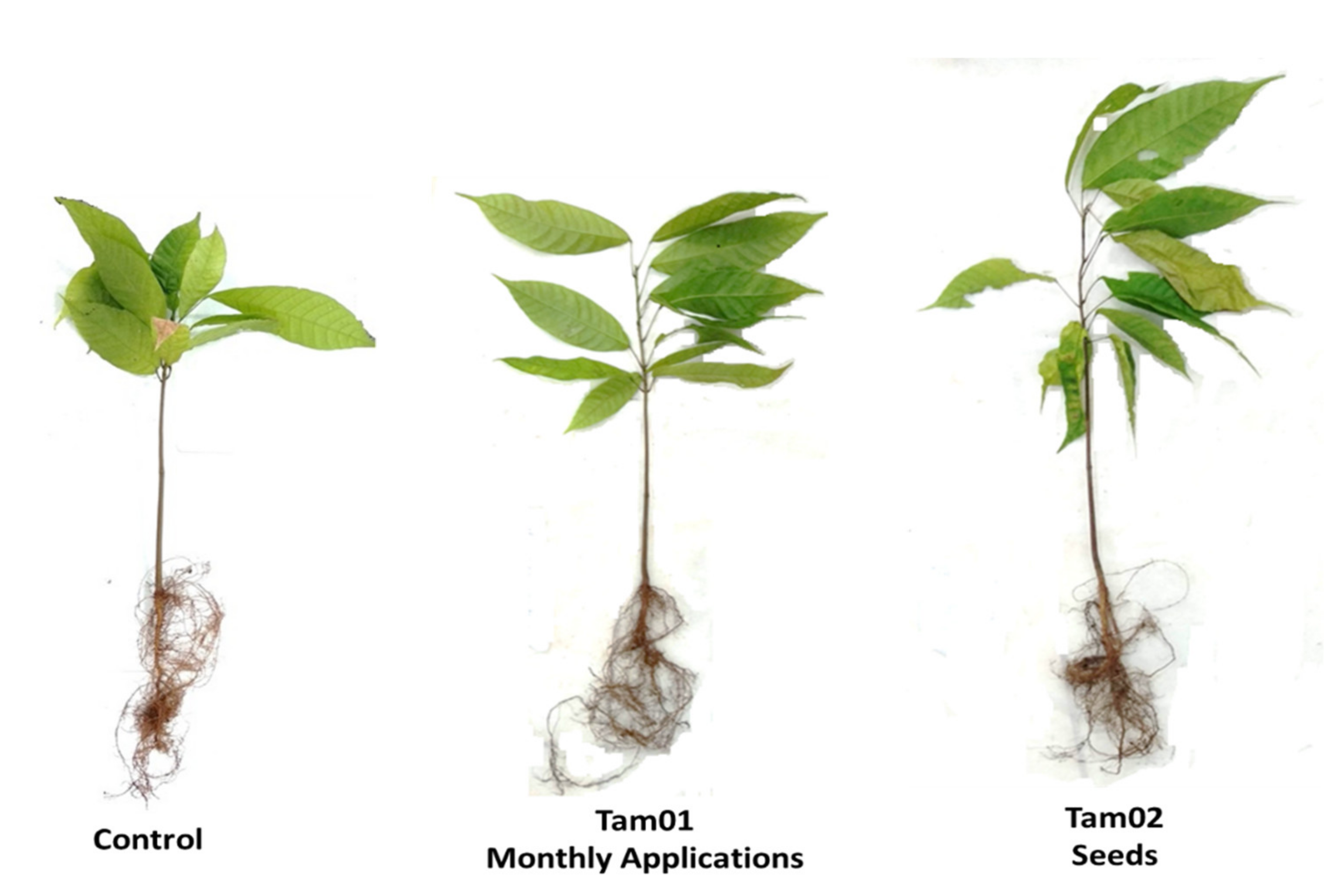 Plants 10 01964 g002