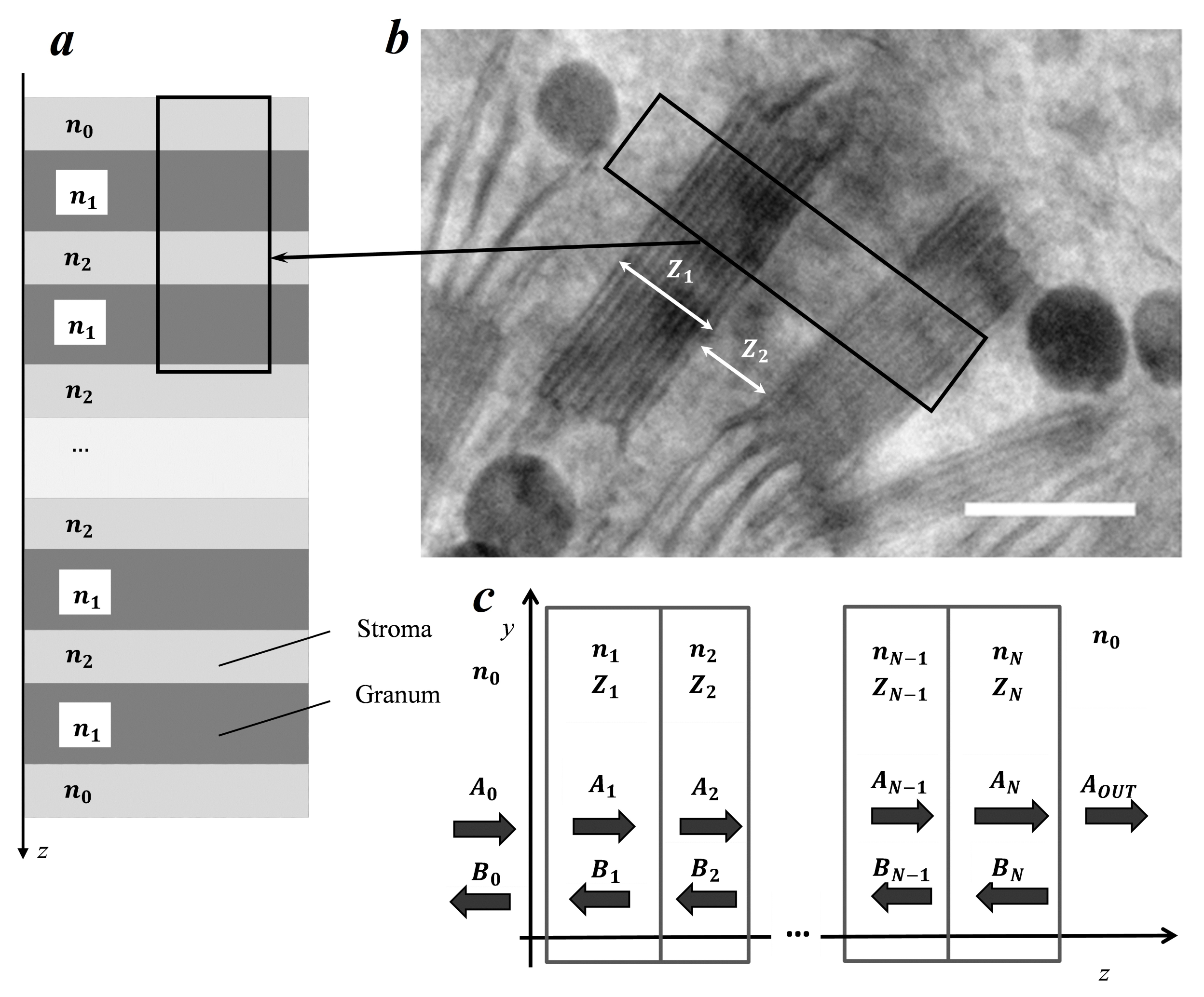 Plants 10 01967 g002 550