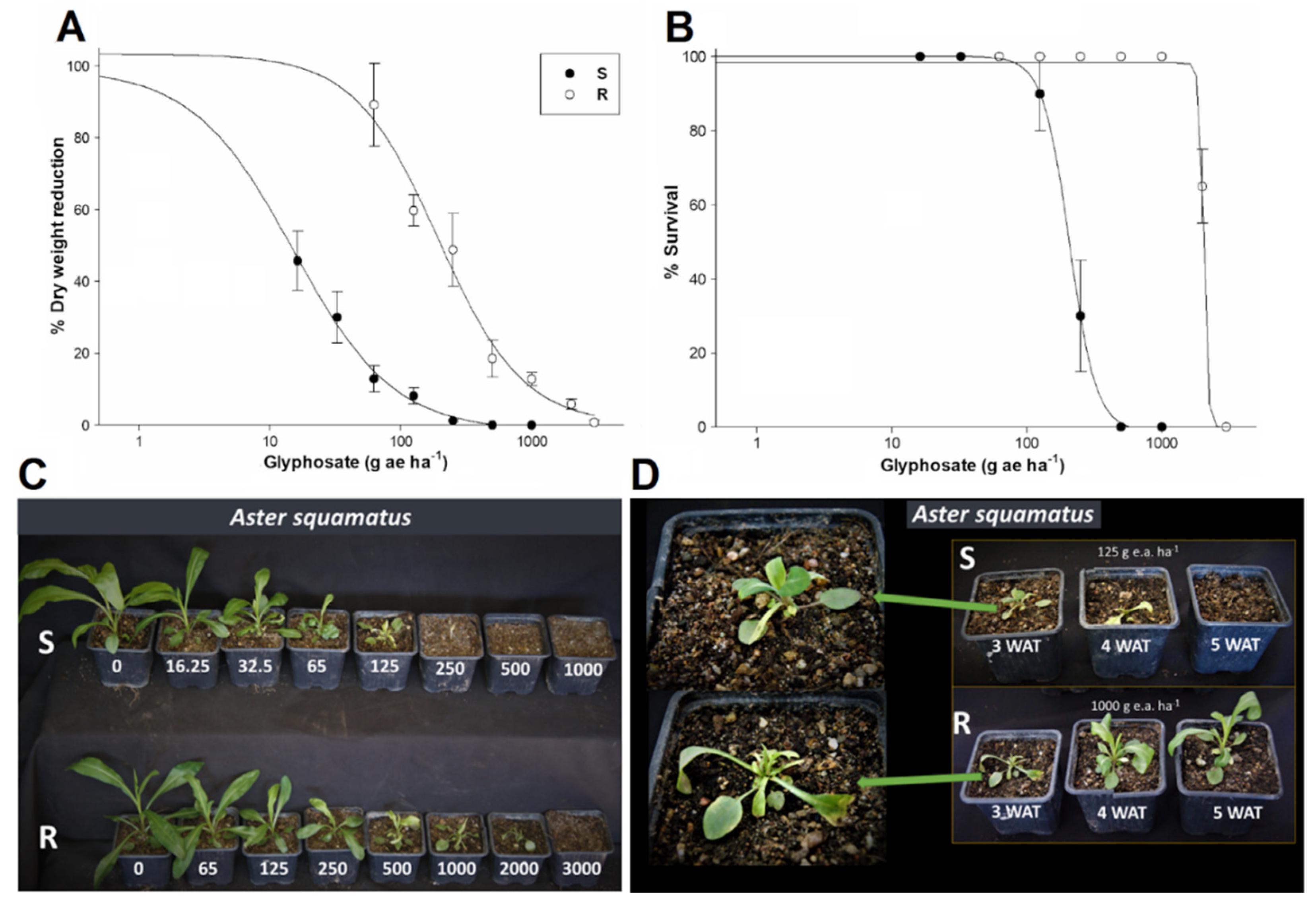 allowance plans stationery Plants | Free Full-Text | Non-Target Site Mechanisms Endow Resistance to Glyphosate in Saltmarsh Aster (Aster squamatus) | HTML allowance plans stationery Plants | Free Full-Text | Non-Target Site Mechanisms Endow Resistance to Glyphosate in Saltmarsh Aster (Aster squamatus) | HTML