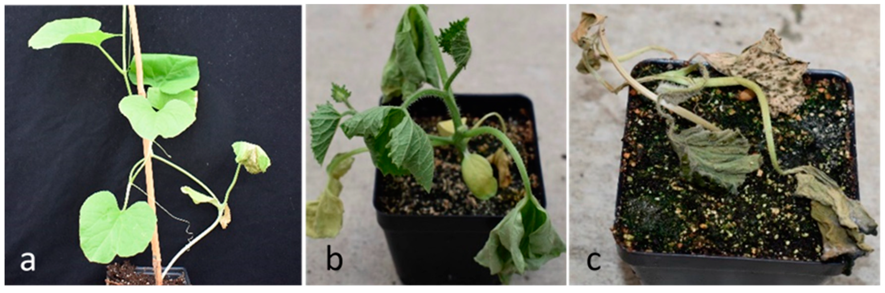 Plants 10 01972 g001